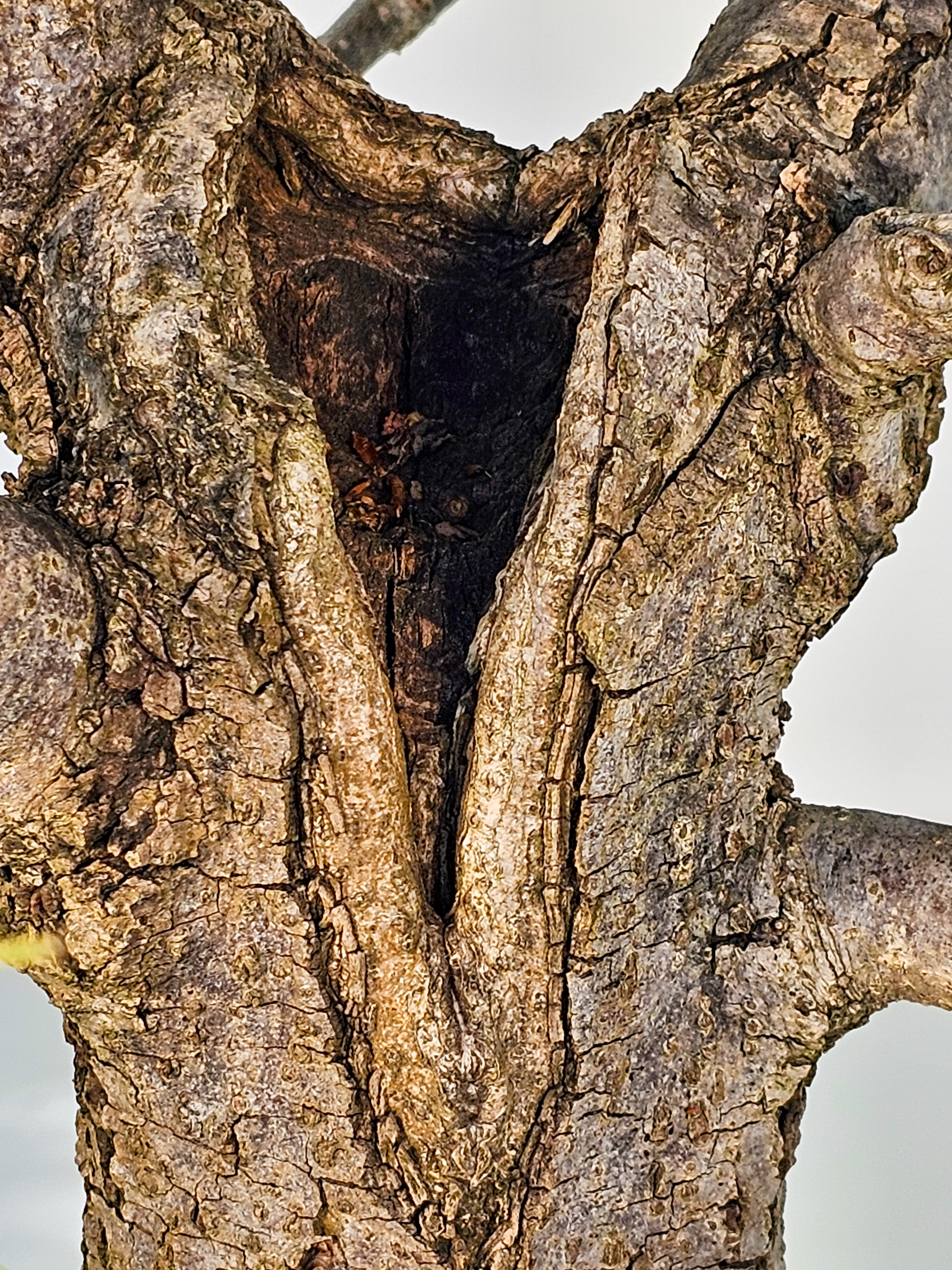Bonsai Linde - Tilia  58cm