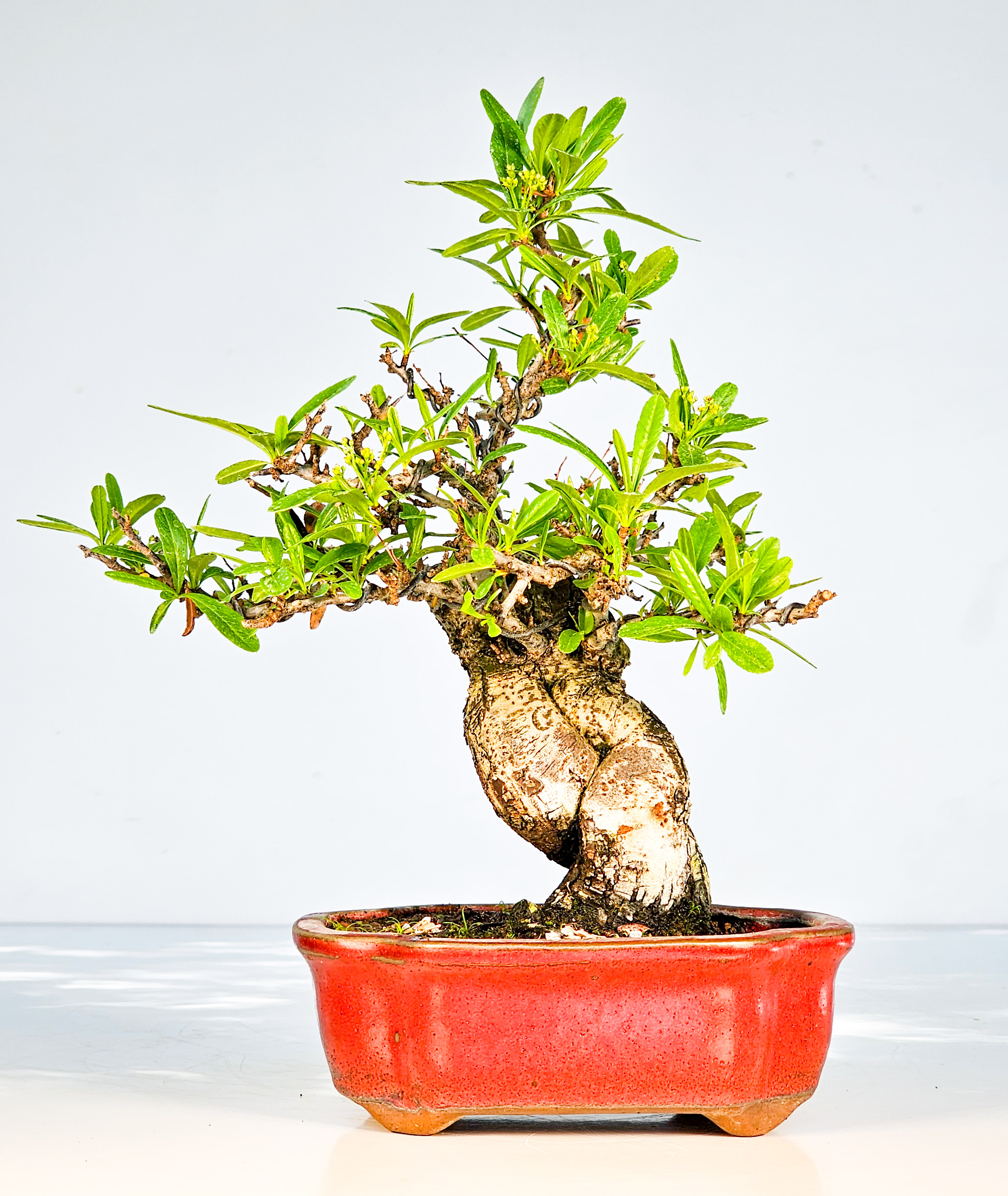 Bonsai Pyracantha - Feuerdorn Shohin 23cm
