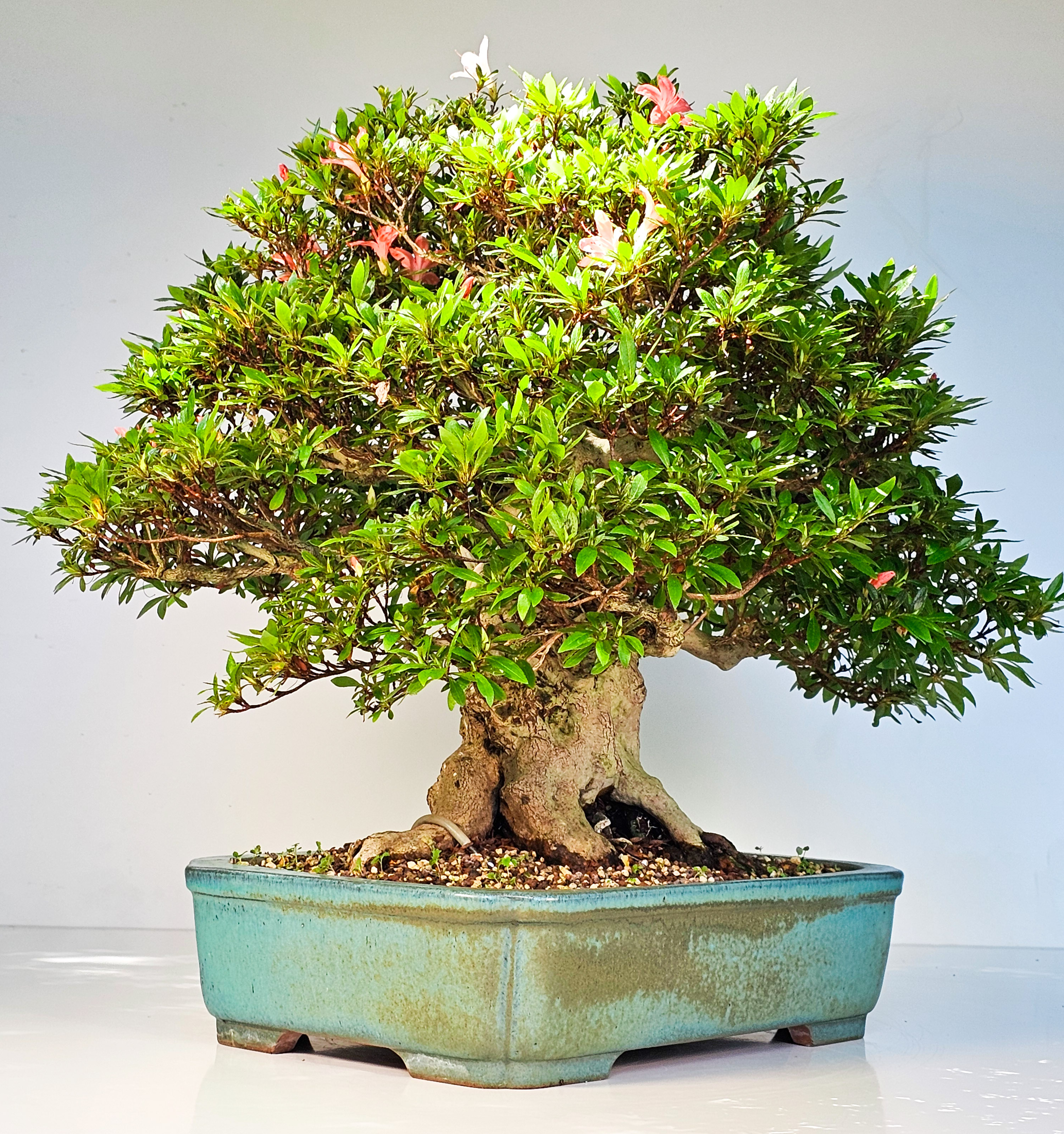 Bonsai Azalee Rhododendron indicum -Nissho no Hakari- 48cm