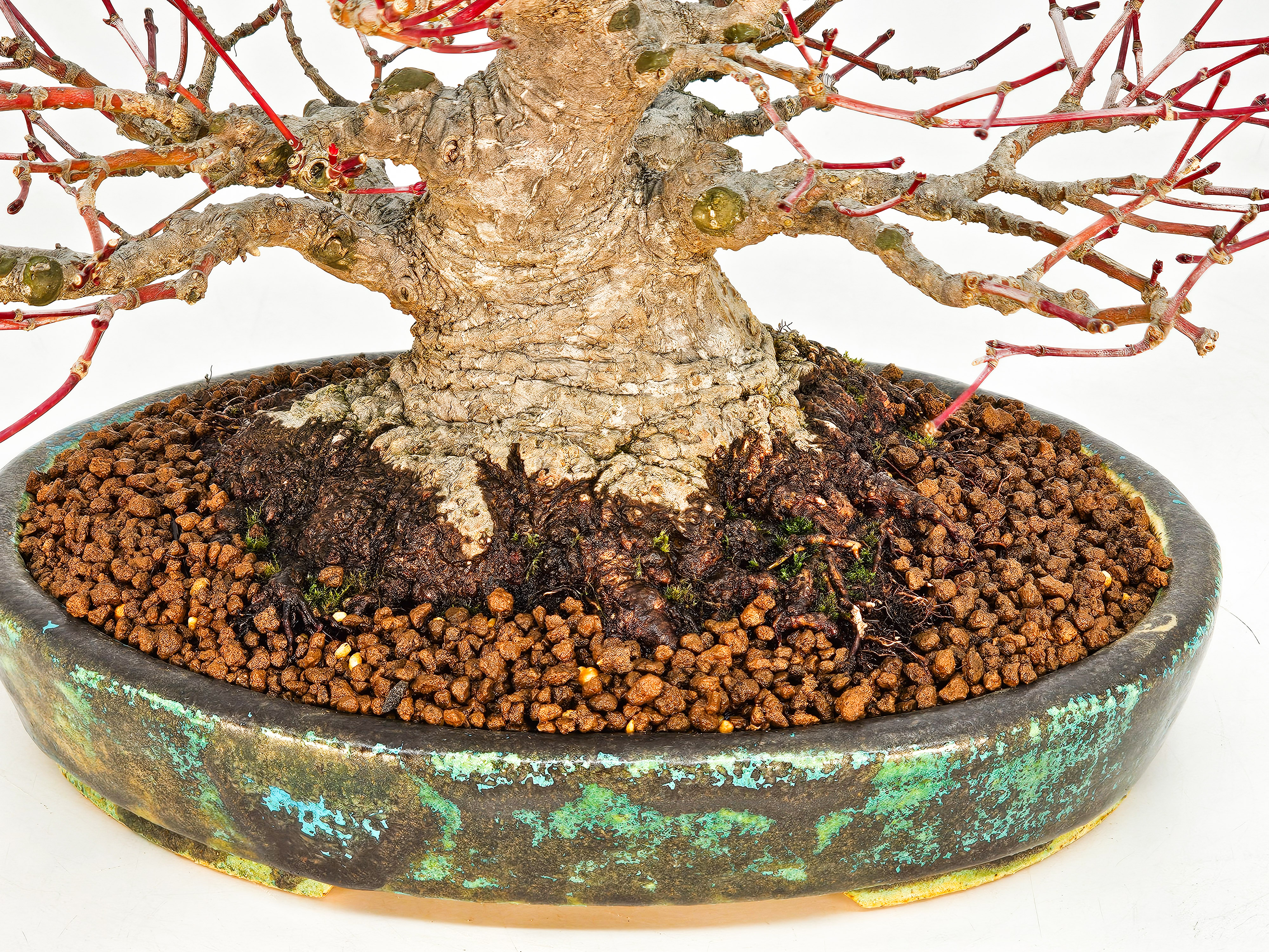 Bonsai Fächerahorn - Acer palmatum Shohin 18cm Video!!