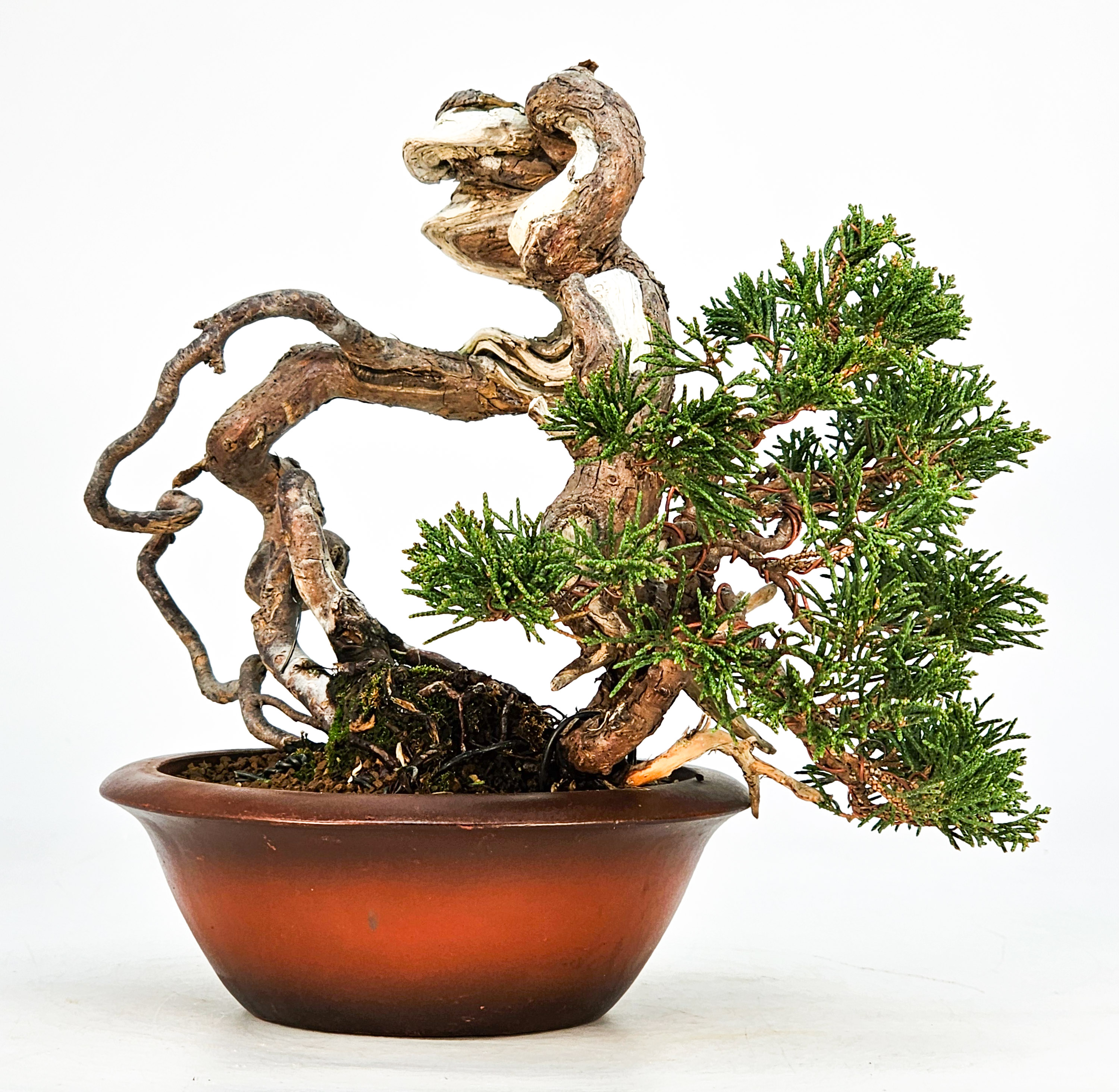 Bonsai Wacholder Juniperus Itoigawa 18cm Video!!