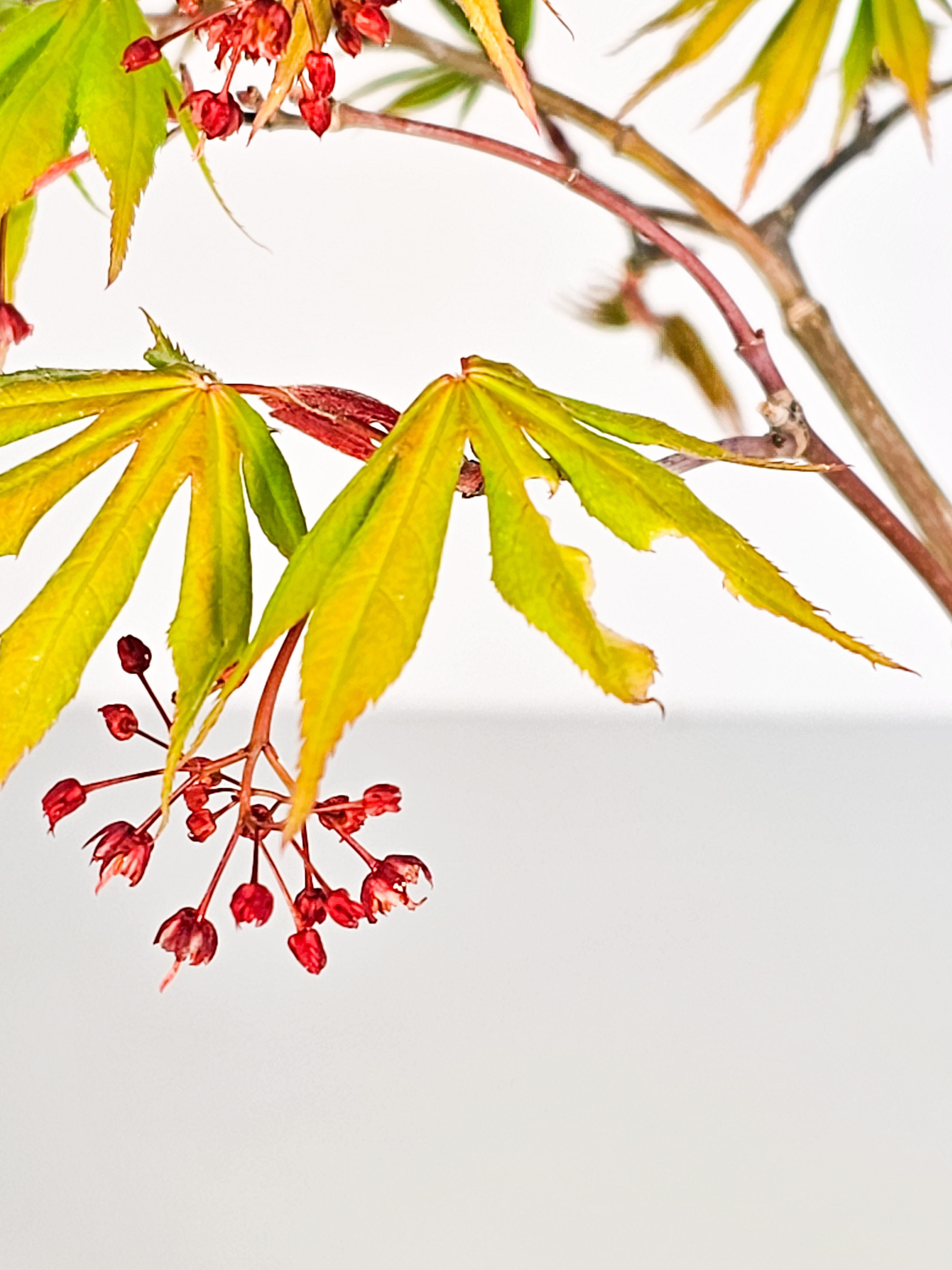 Bonsai Fächerahorn - Acer palmatum Osakazuki 48cm