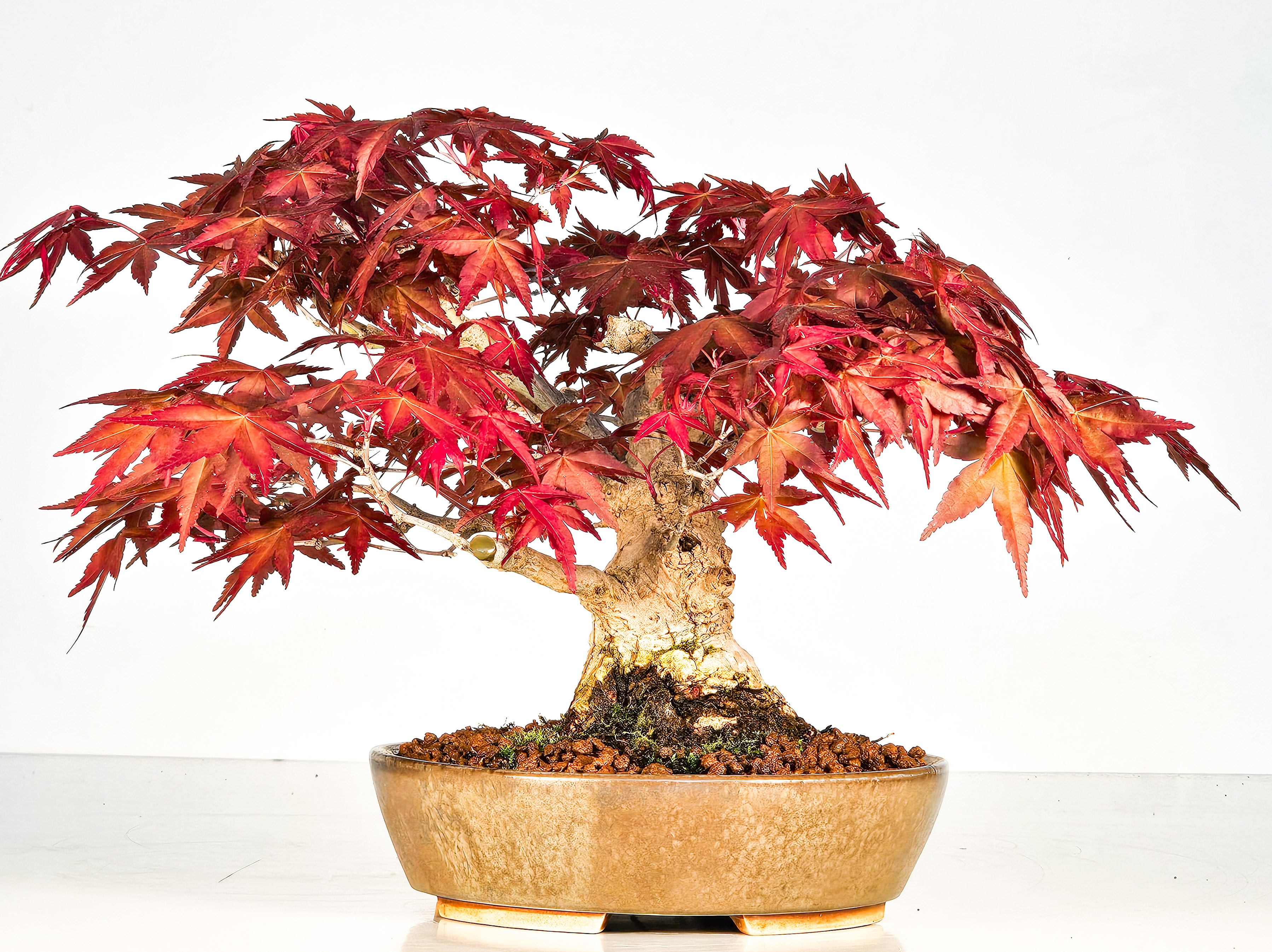 Bonsai Fächerahorn Acer palmatum Deshojo Shohin 17cm