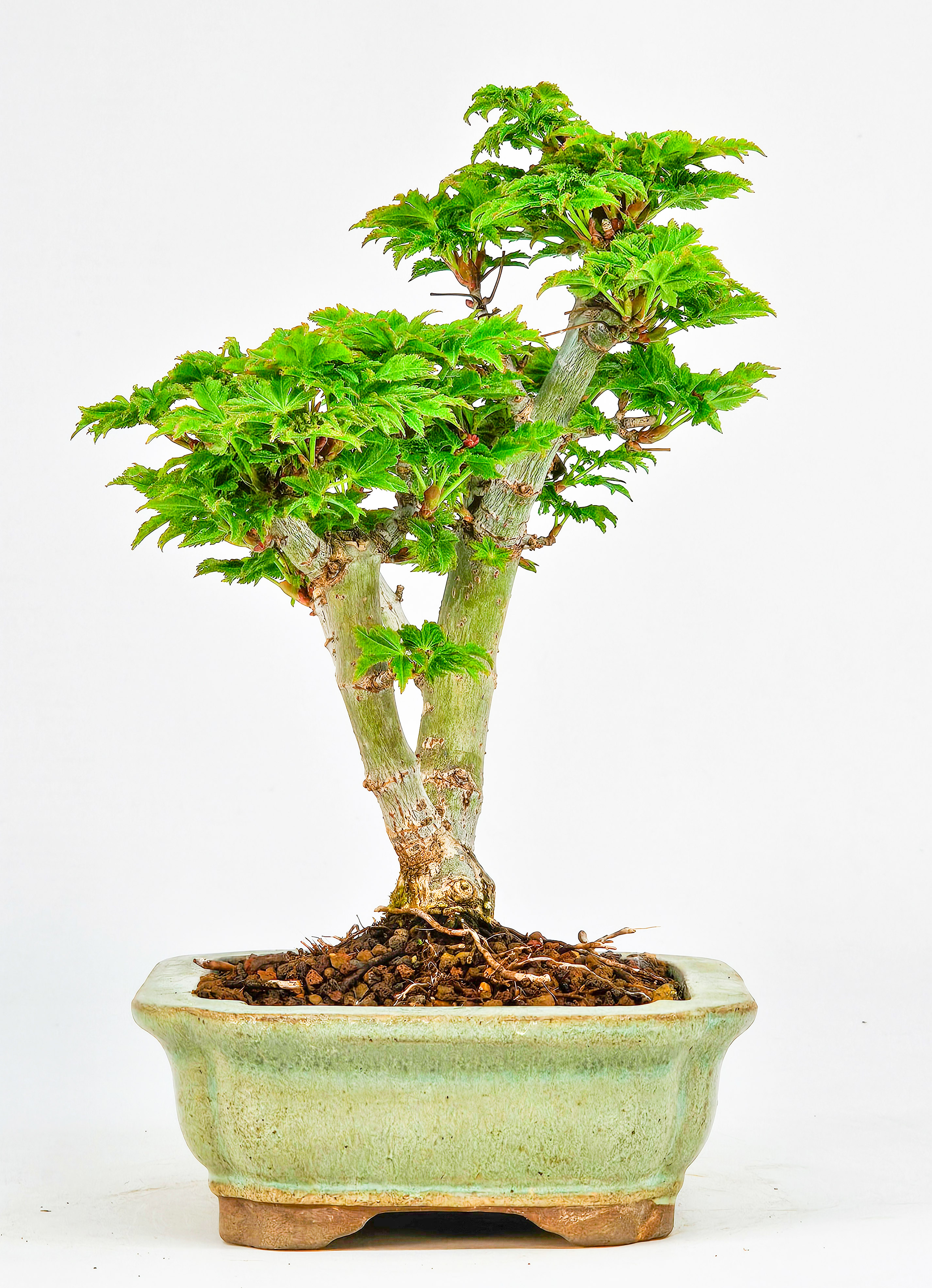 Bonsai Löwenkopfahorn- Acer palmatum Shishigashira Shohin 16cm