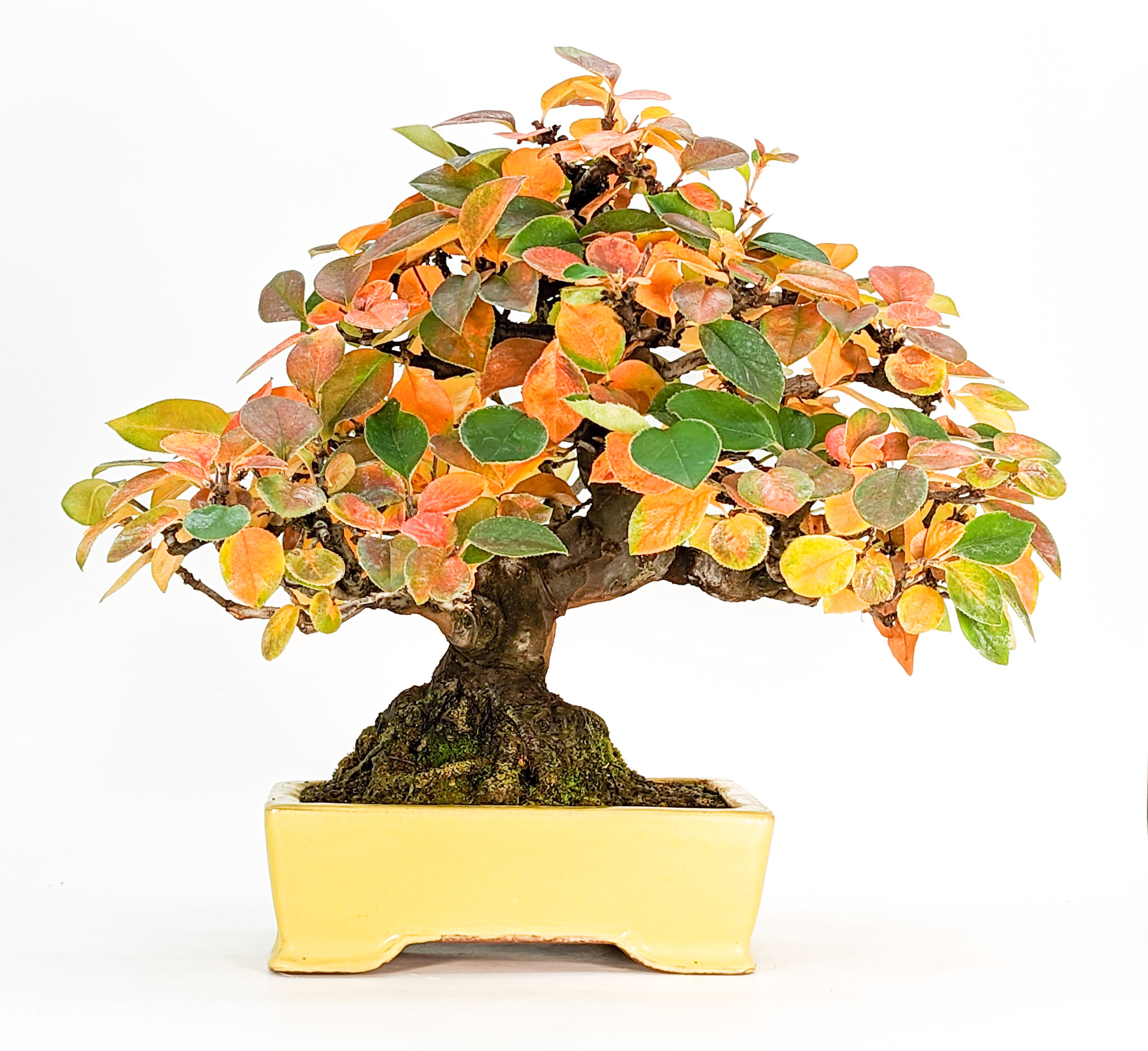 Hier ist ein Quitten Bonsai mit Herbstlaub in einer gelben Schale abgebildet