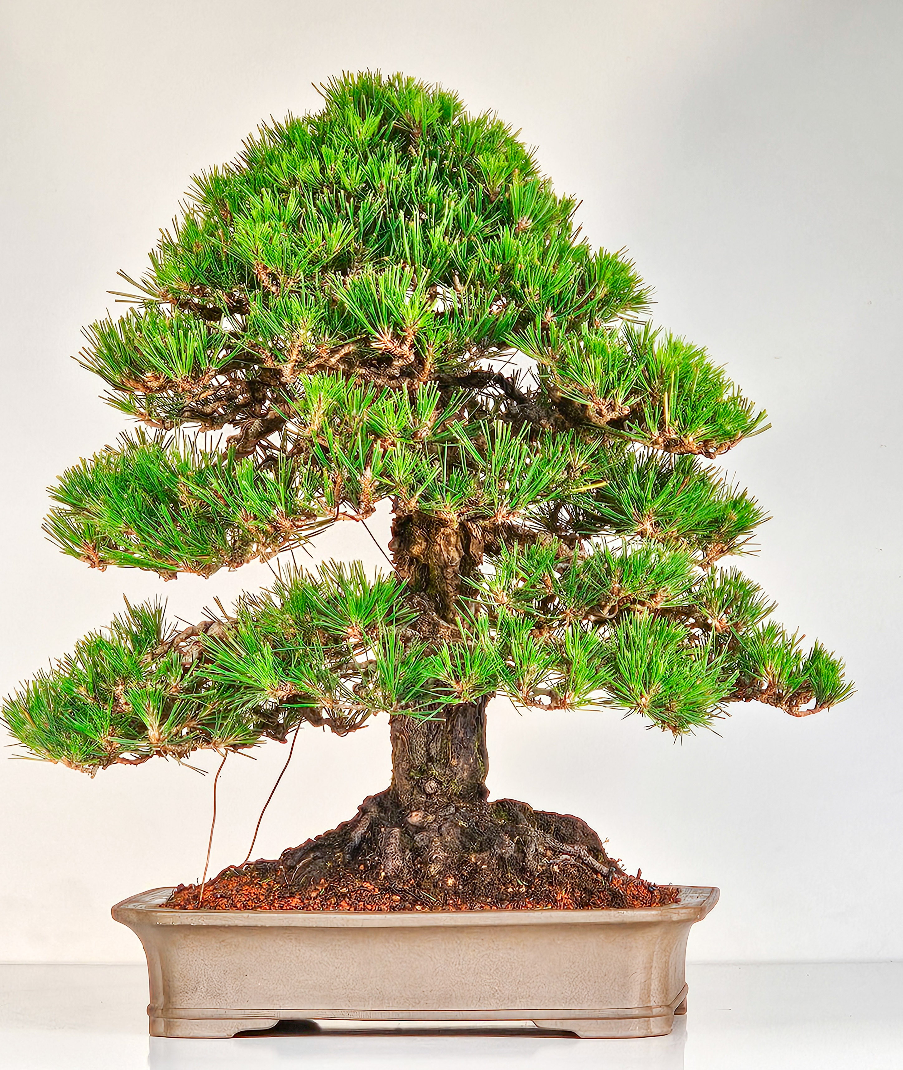 Bonsai Pinus densiflora Japanische Rotkiefer Rarität 58cm Video!