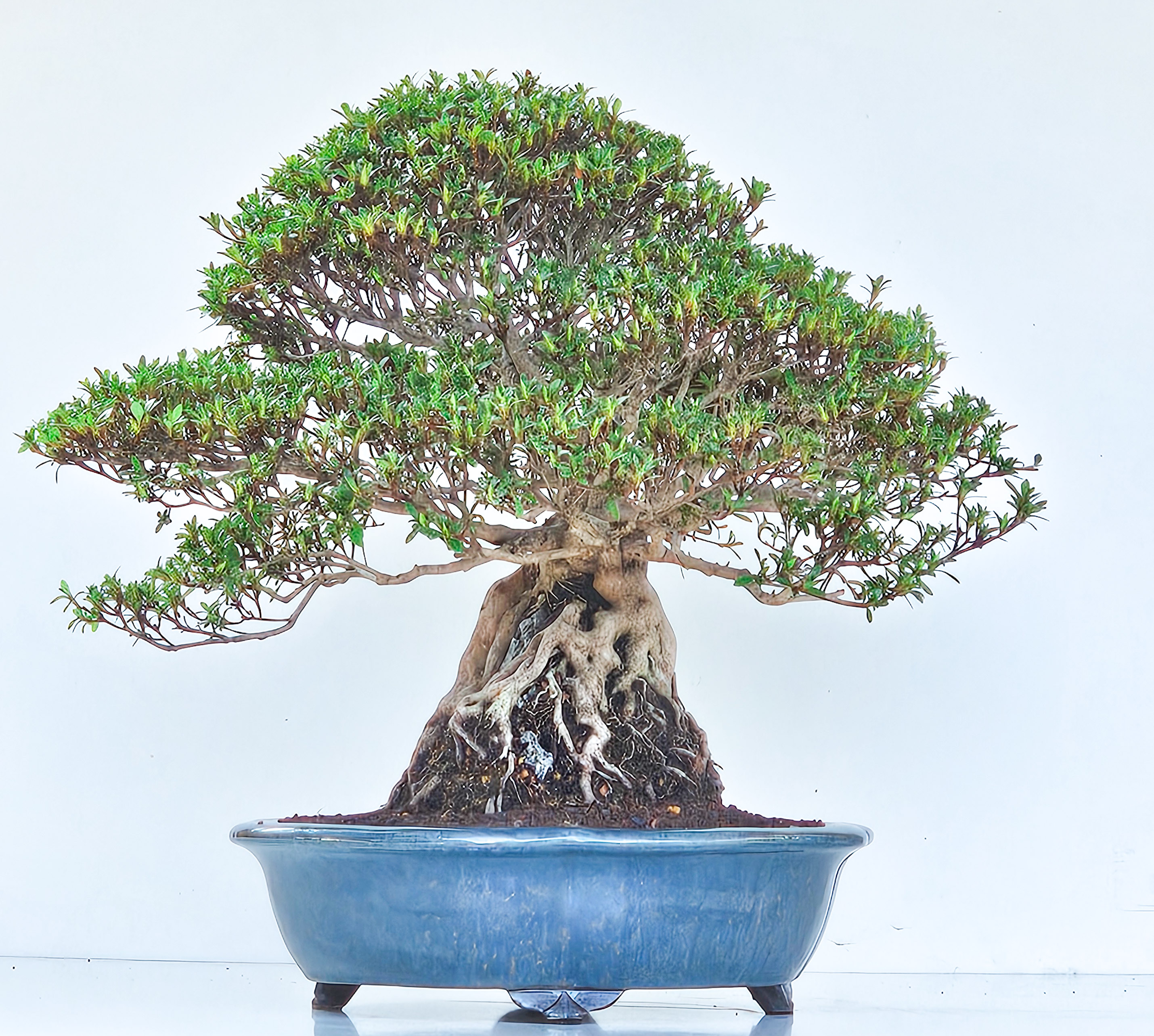 Bonsai Azalee Rhododendron indicum Ishizuki - Kozan - 39cm Video!!