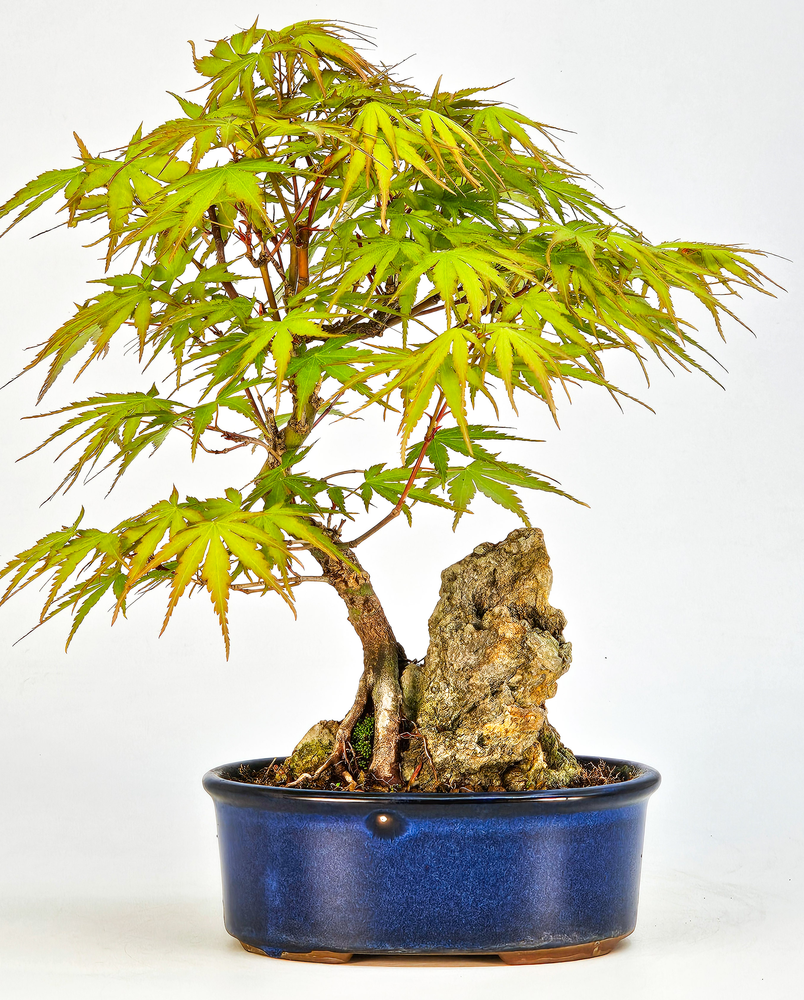 Bonsai Fächerahorn - Acer palmatum Arakawa 21cm