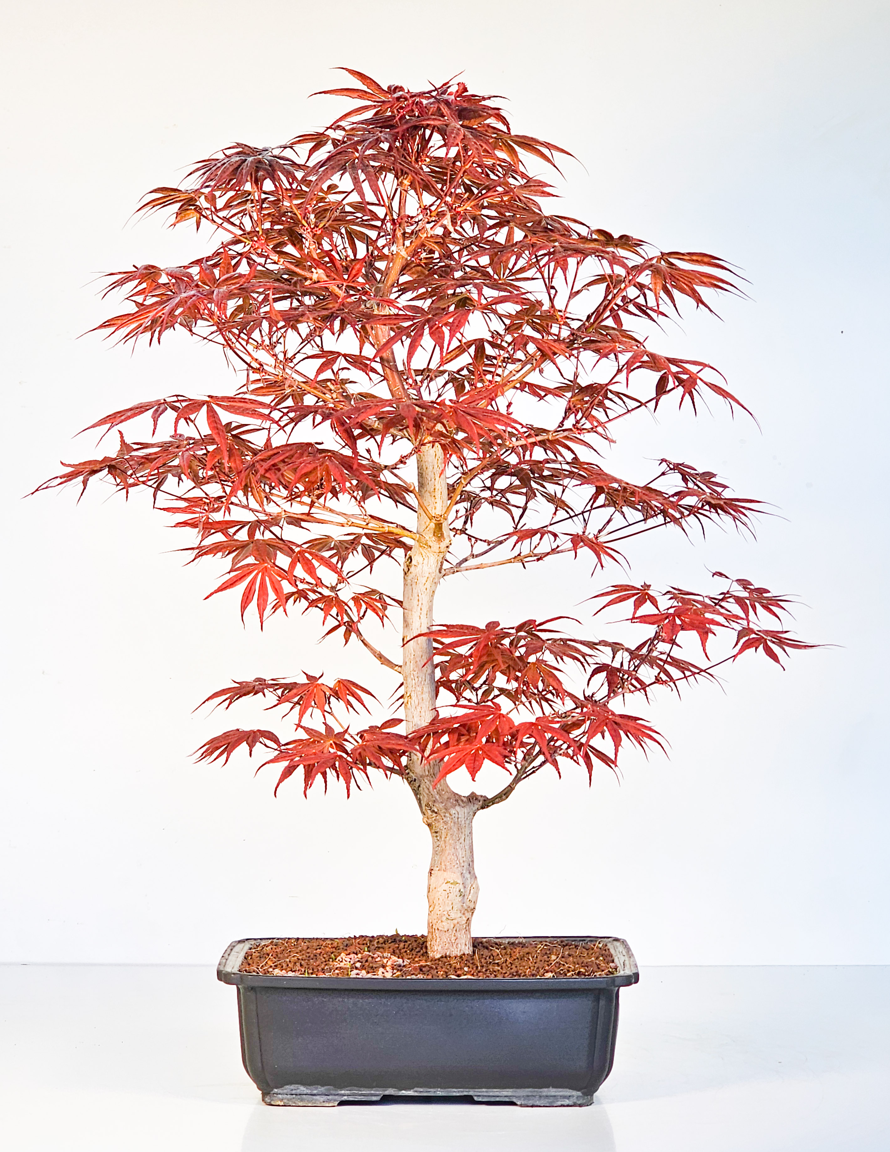Bonsai Fächerahorn - Acer palmatum Shojo-nomura 52cm