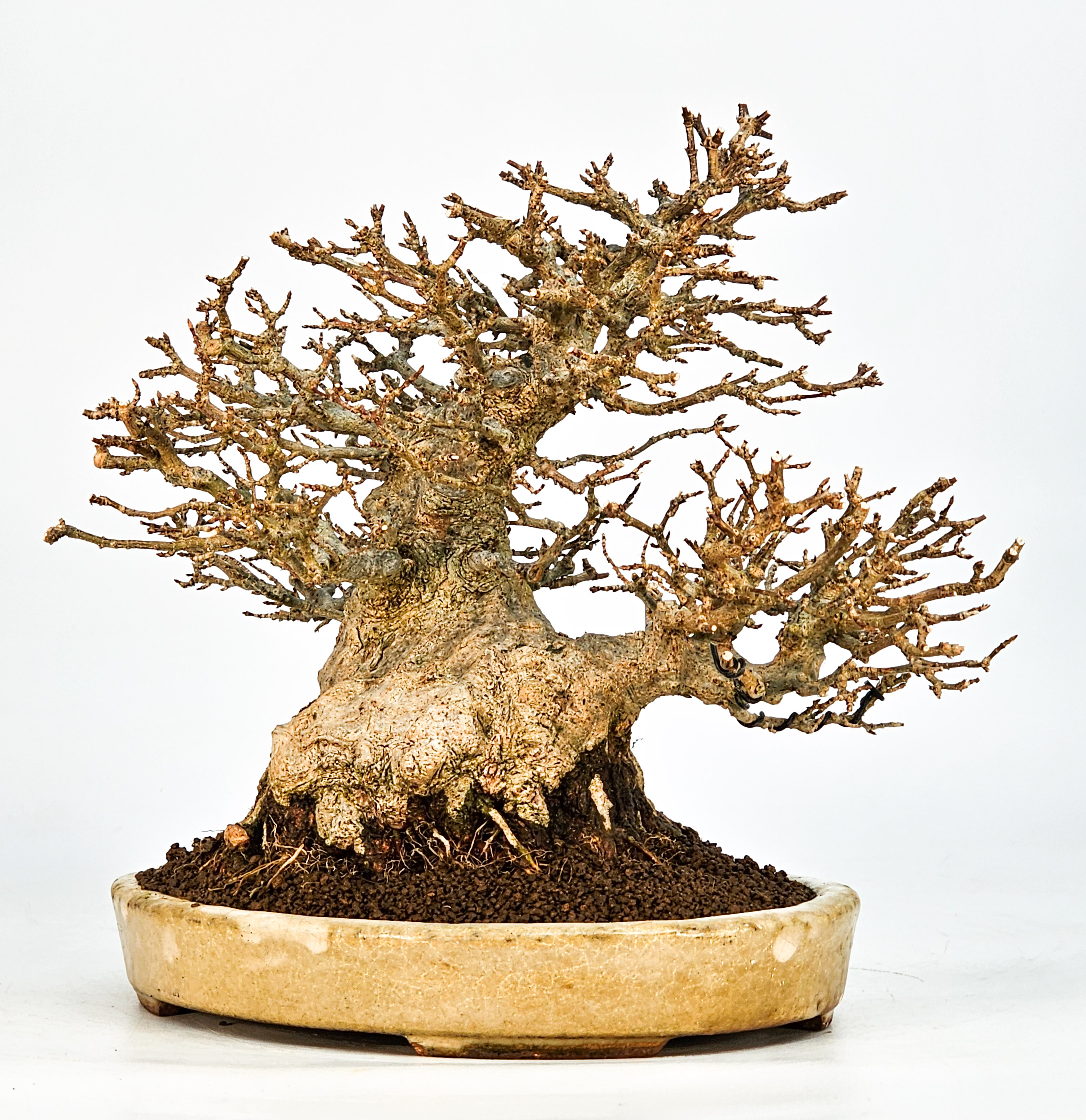 Bonsai Dreispitzahorn - Acer buergerianum 20cm Video!!