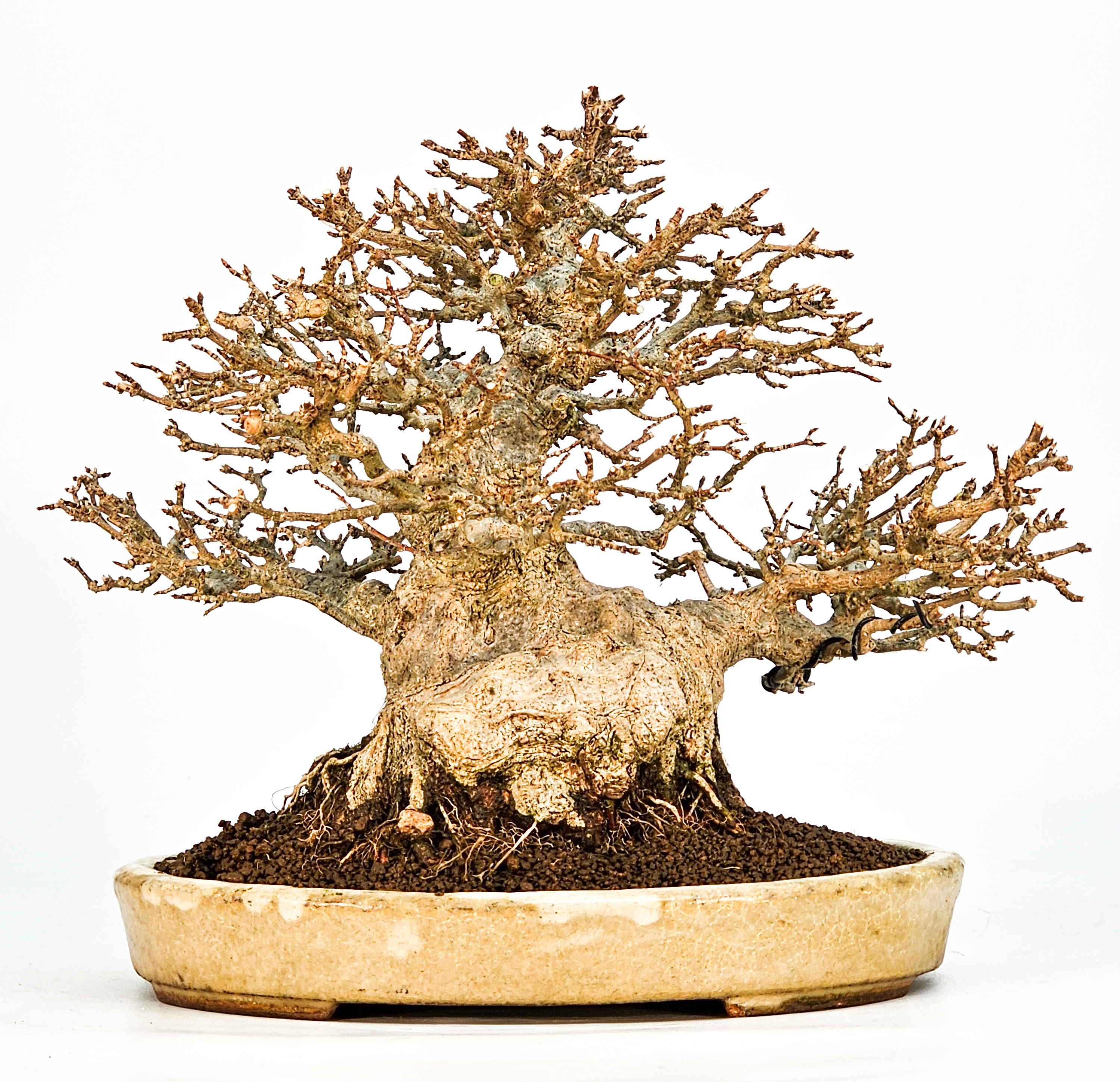 Bonsai Dreispitzahorn - Acer buergerianum 20cm Video!!