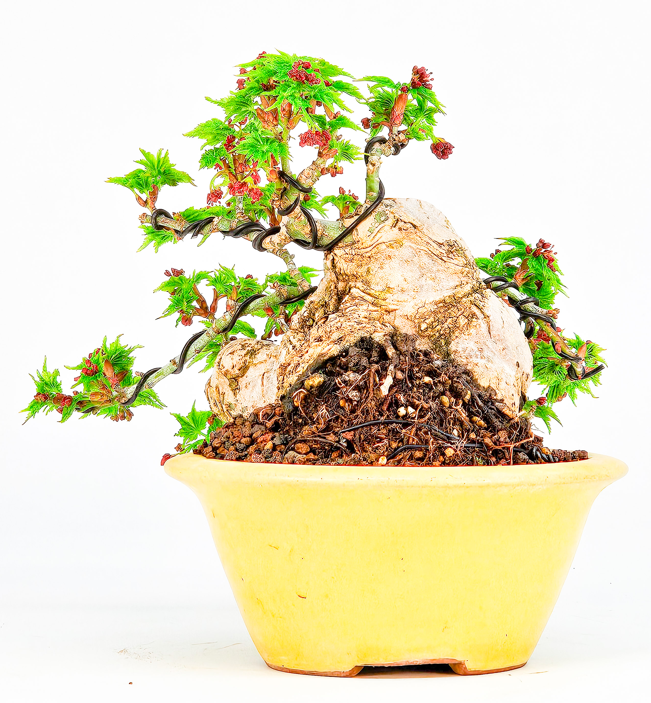 Bonsai Löwenkopfahorn- Acer palmatum Shishigashira Shohin 9cm