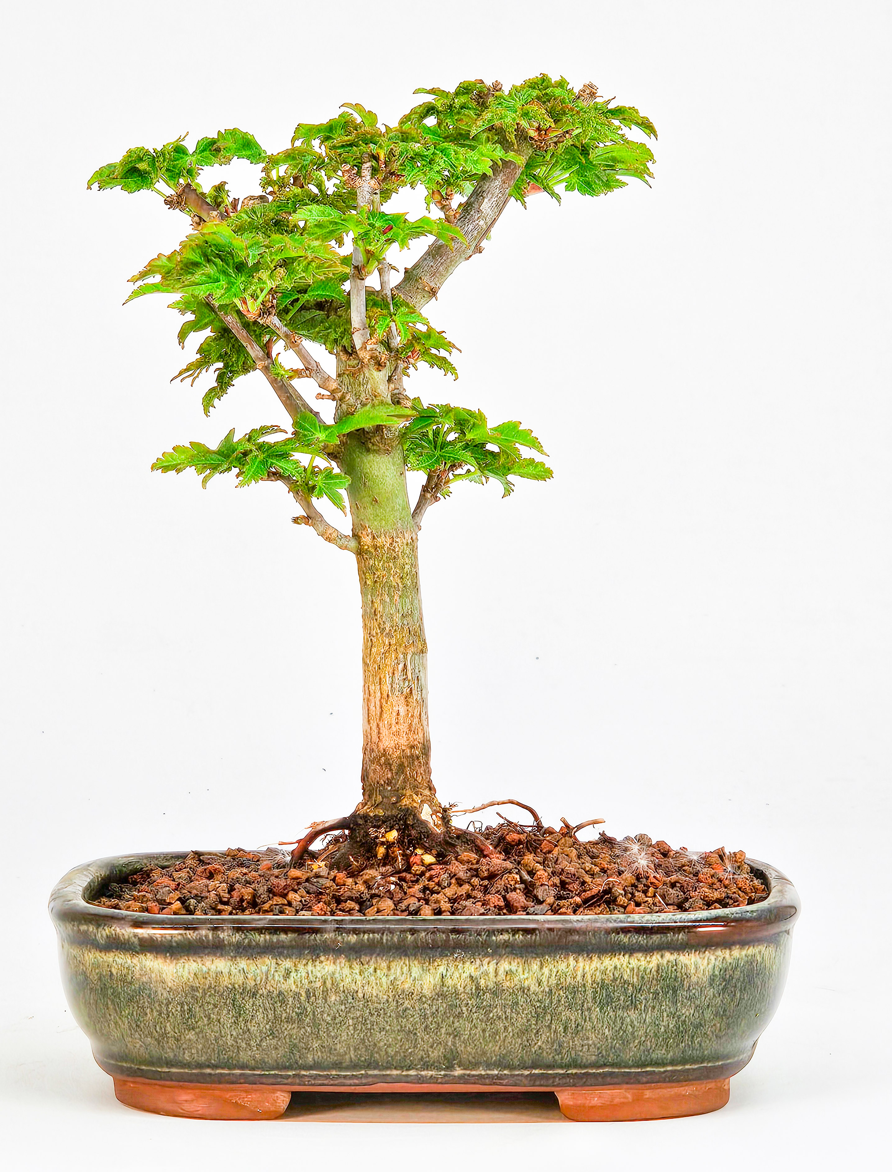 Bonsai Löwenkopfahorn- Acer palmatum Shishigashira Shohin 14cm