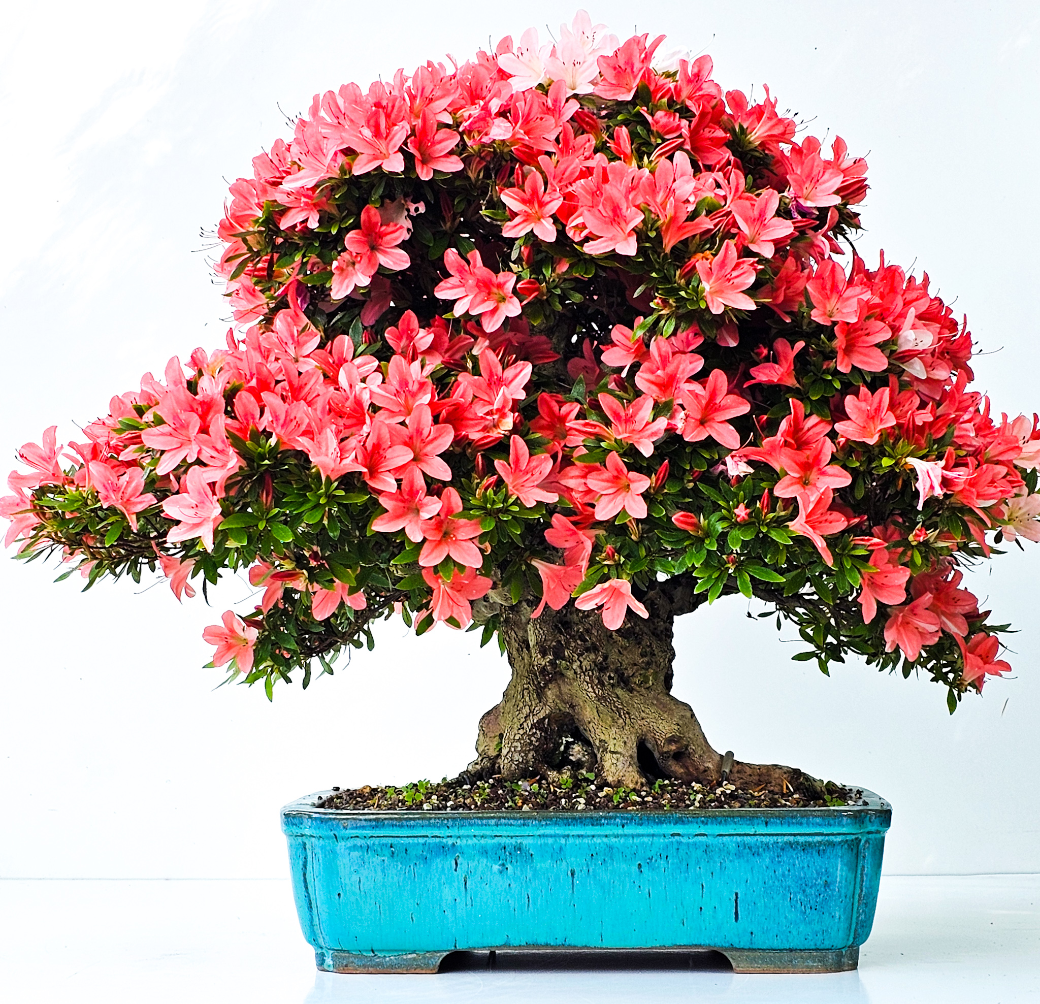 Bonsai Azalee Rhododendron indicum -Nissho no Hakari- 48cm
