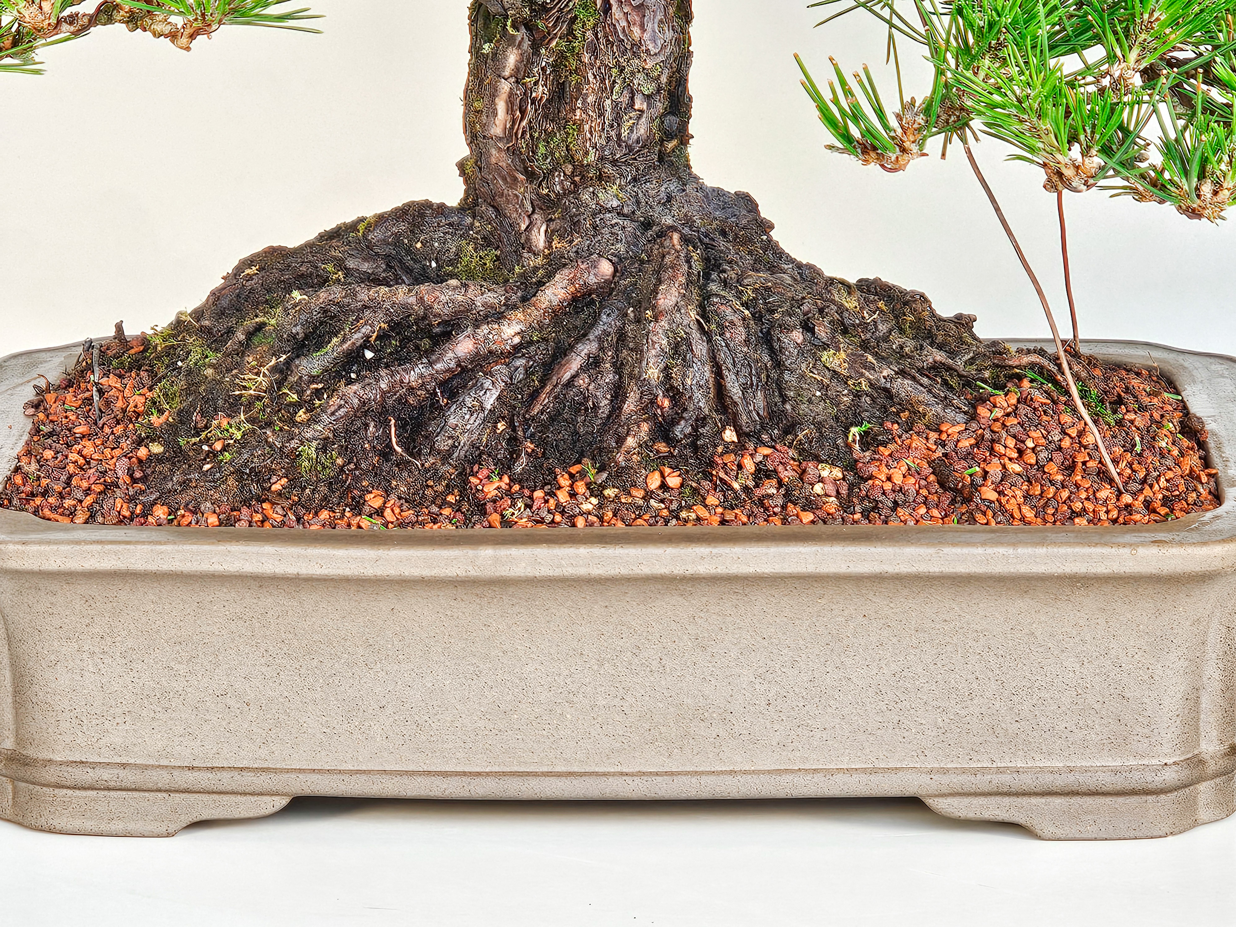 Bonsai Pinus densiflora Japanische Rotkiefer Rarität 58cm Video!