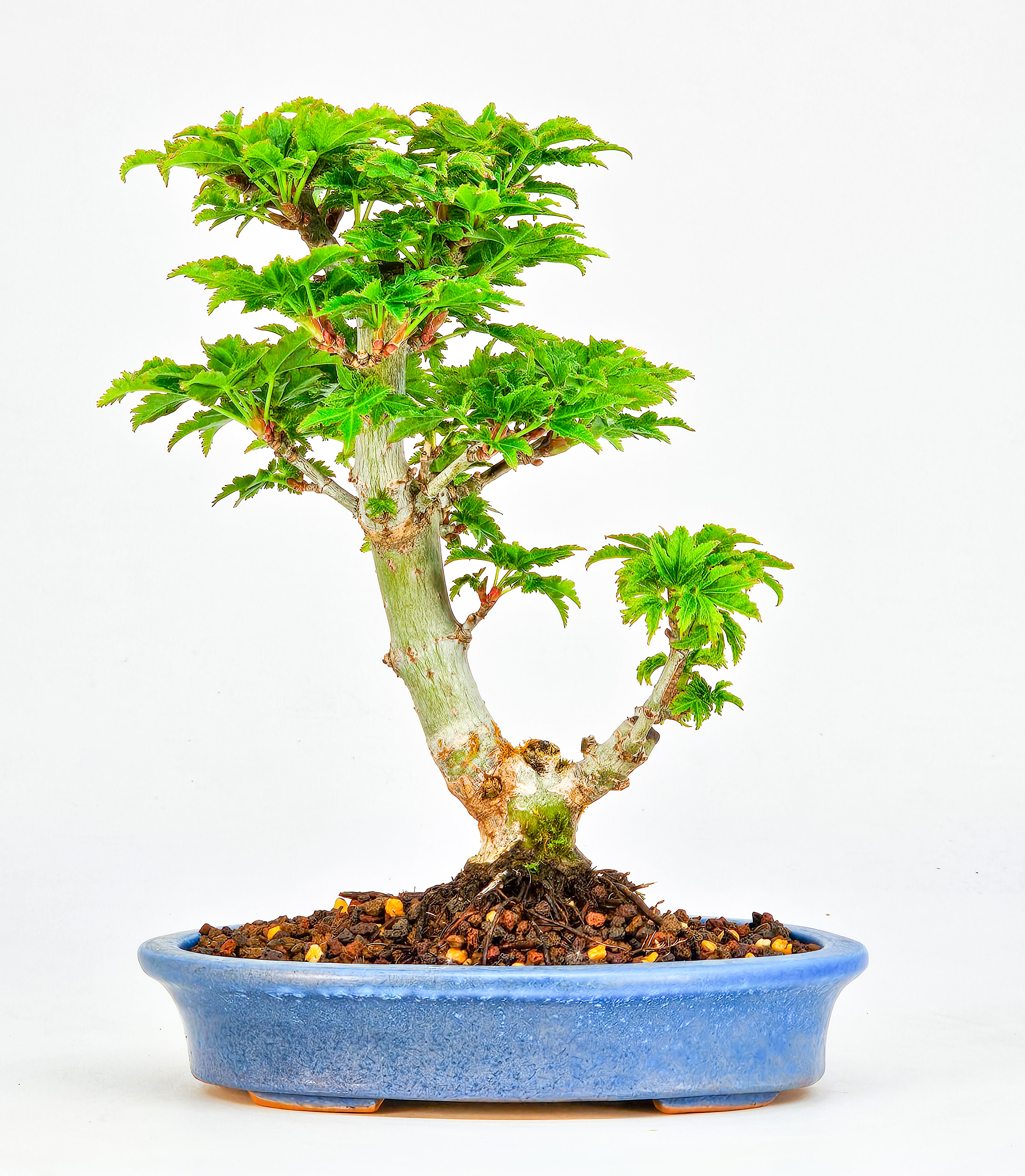 Bonsai Löwenkopfahorn- Acer palmatum Shishigashira Shohin 14cm