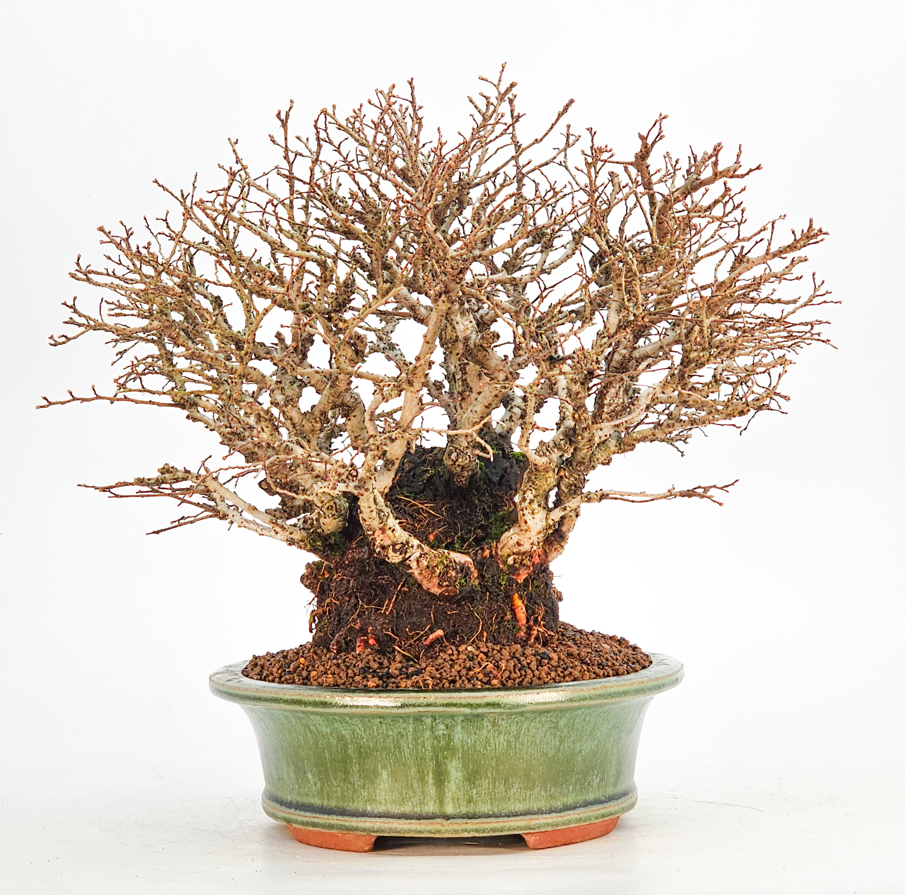 Bonsai Japanische Ulme - Ulmus parvifolia Shohin 21cm - Video!!
