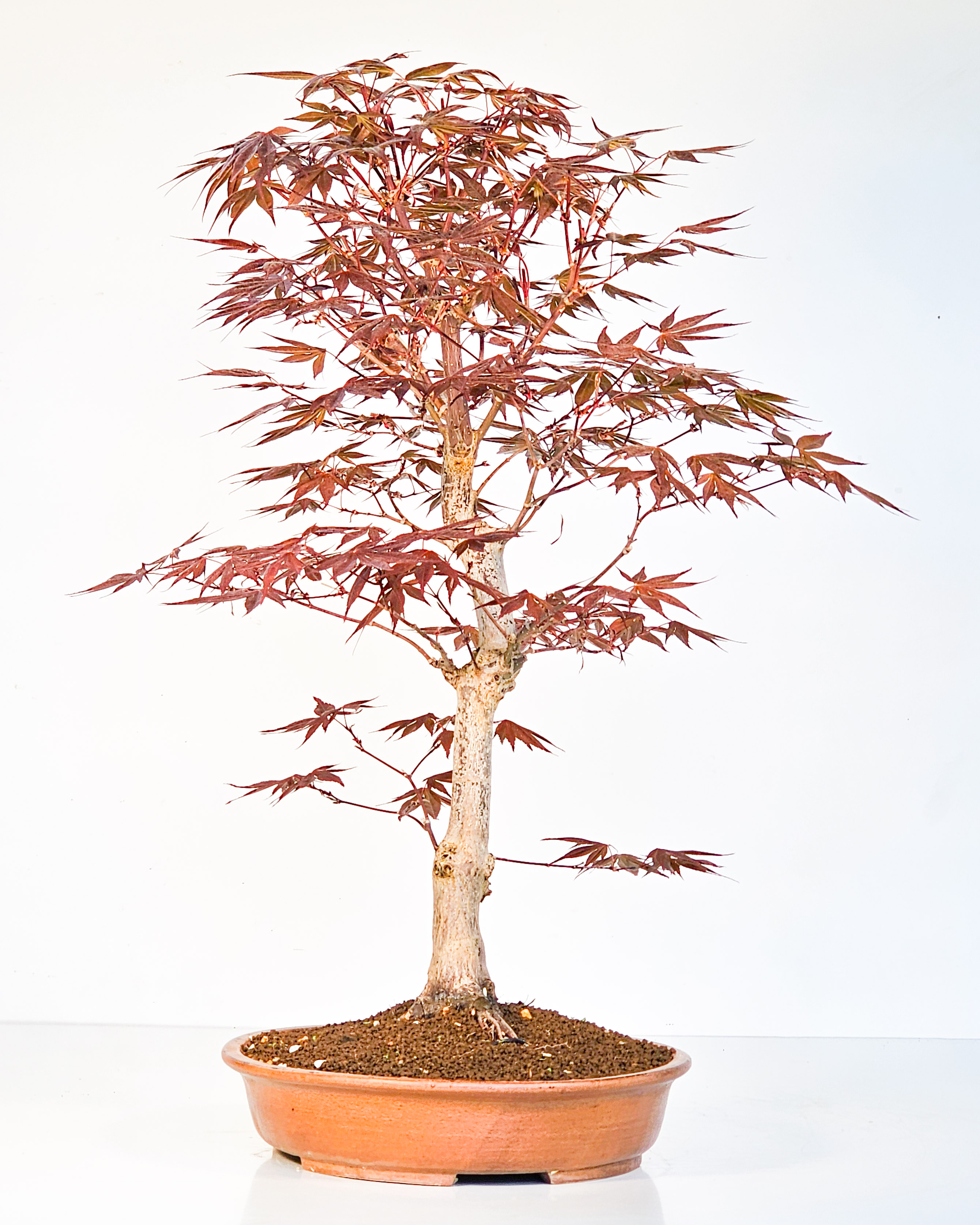 Bonsai Fächerahorn - Acer palmatum Shojo-nomura 52cm