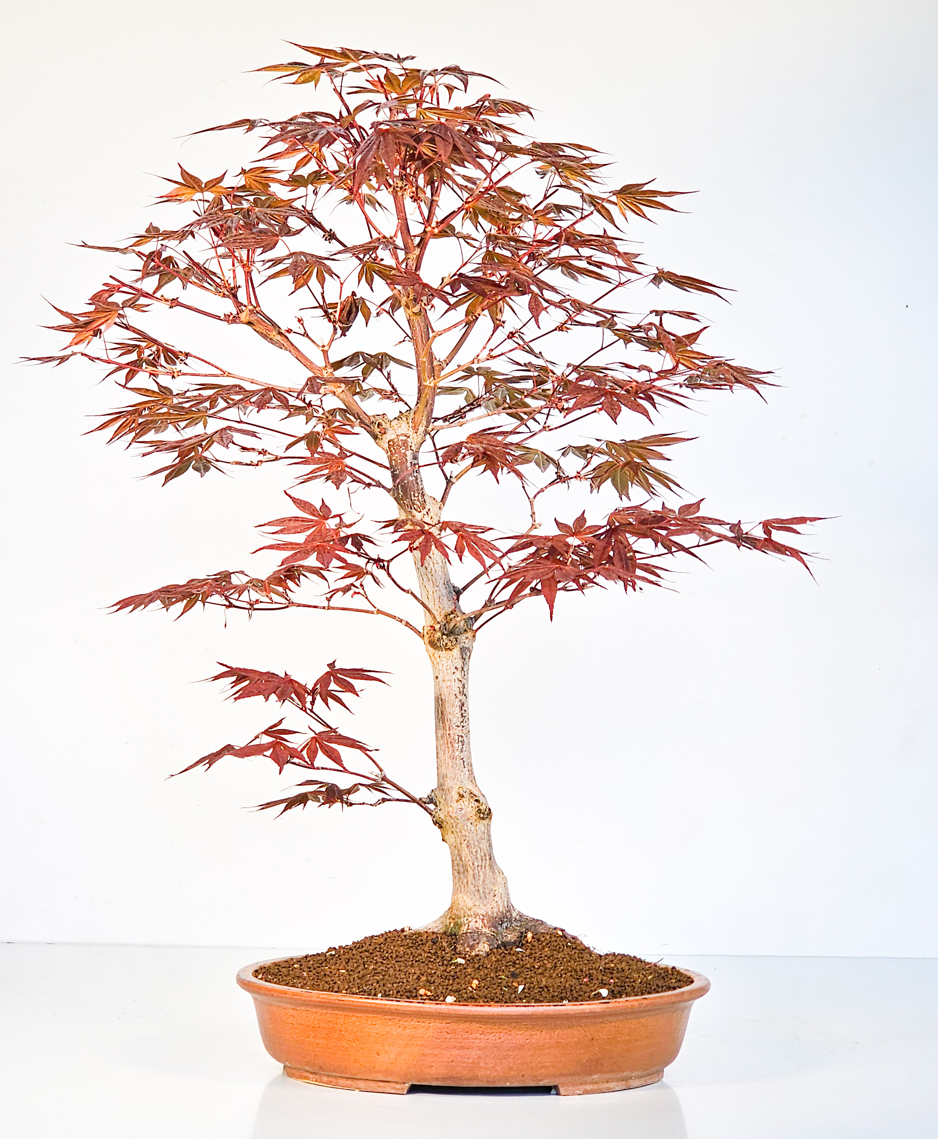 Bonsai Fächerahorn - Acer palmatum Shojo-nomura 52cm