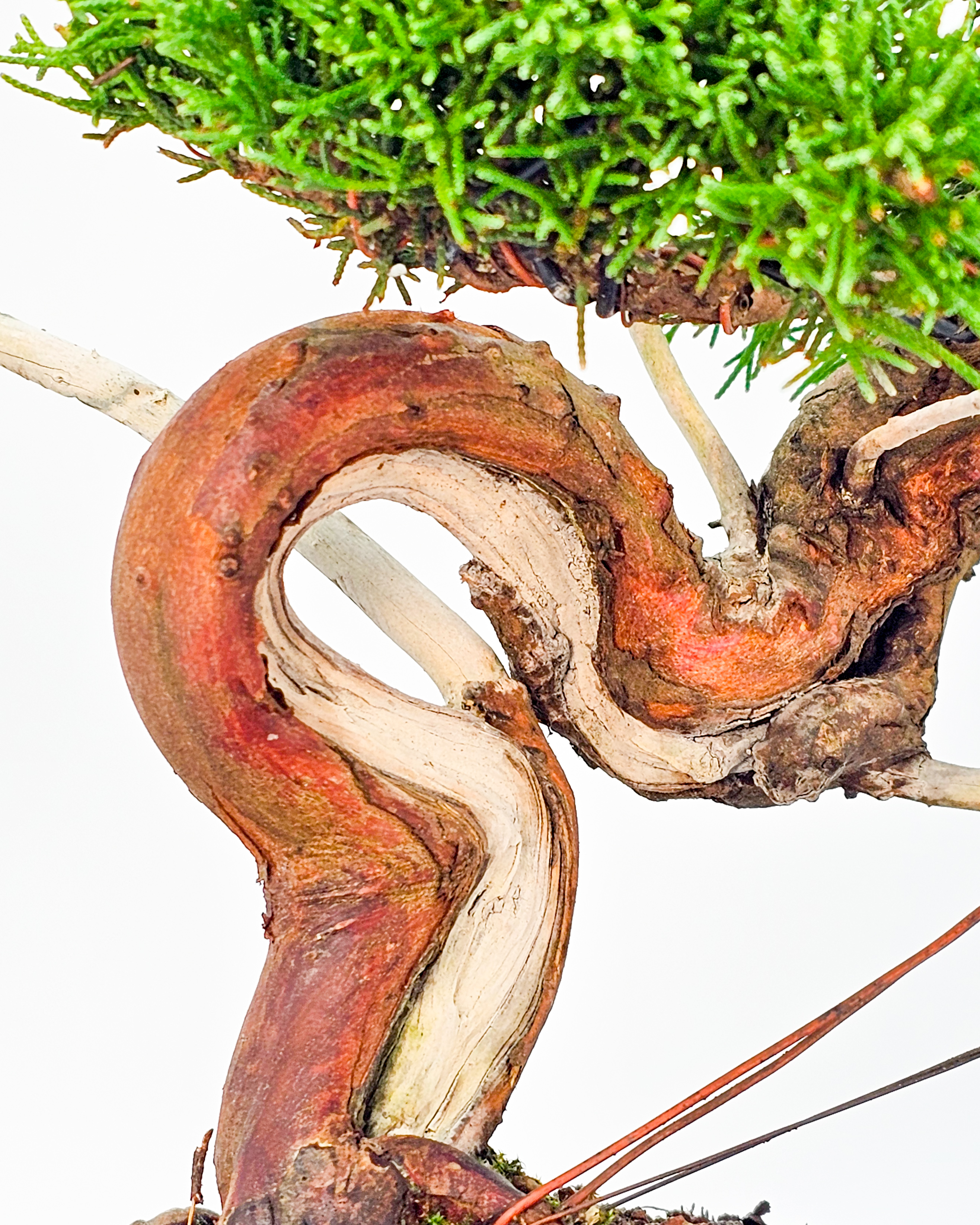 Bonsai Wacholder - Juniperus chinensis 25cm