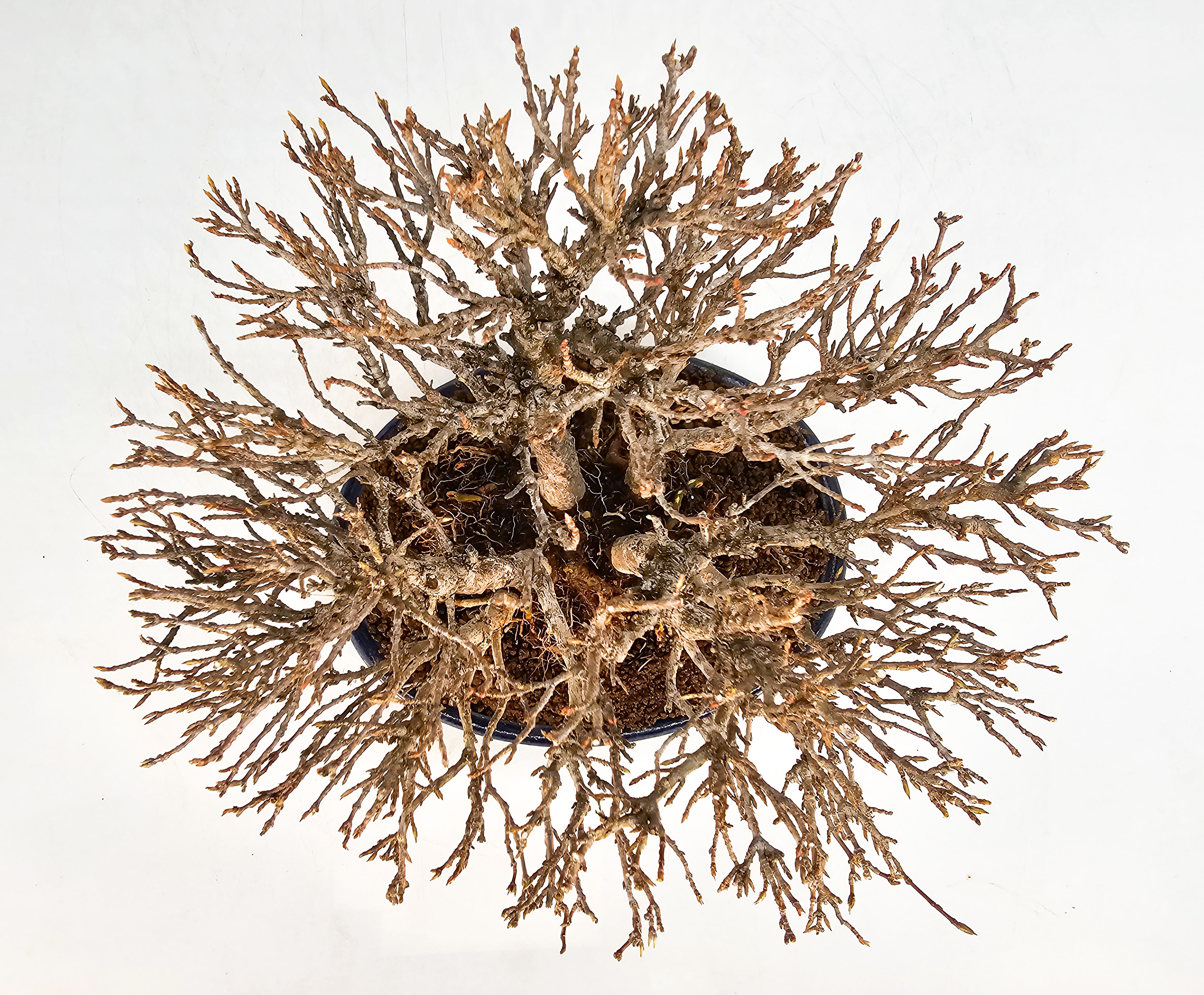 Bonsai Dreispitzahorn - Acer buergerianum Wald  Yose-ue 20cm Video!!