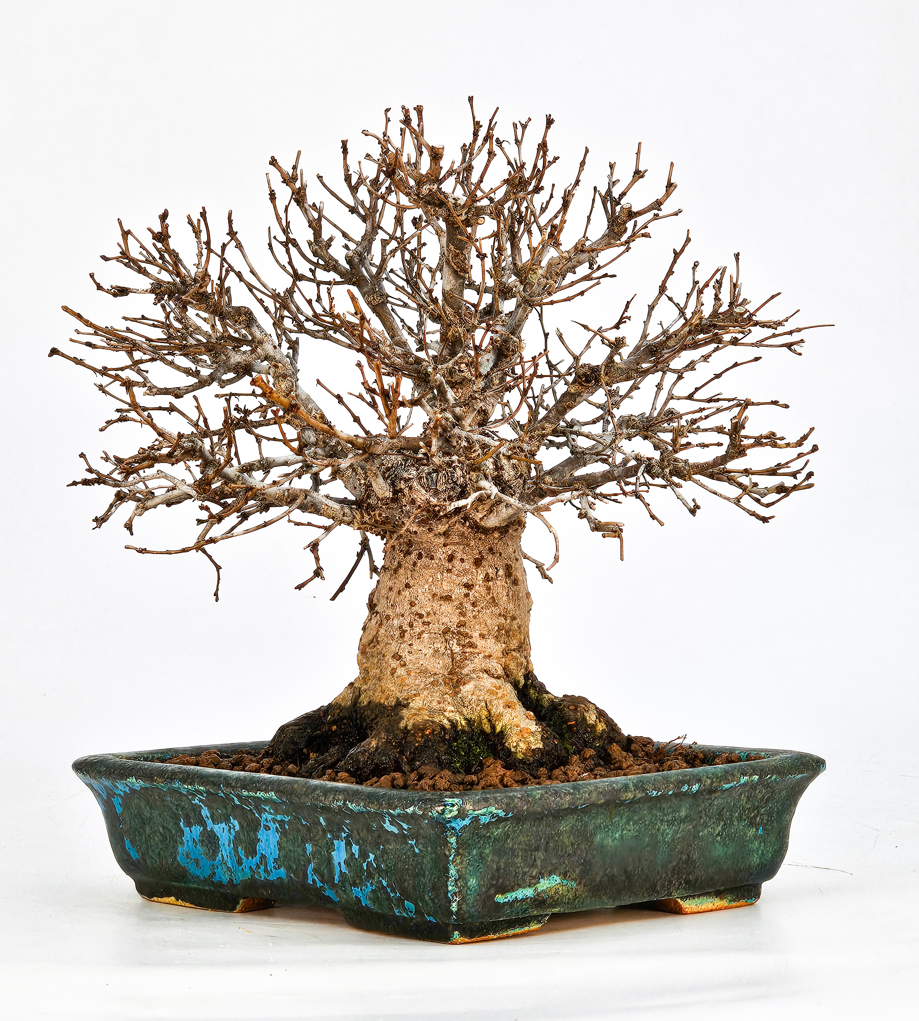 Bonsai Zelkova serrata Shohin 17cm - Video!!
