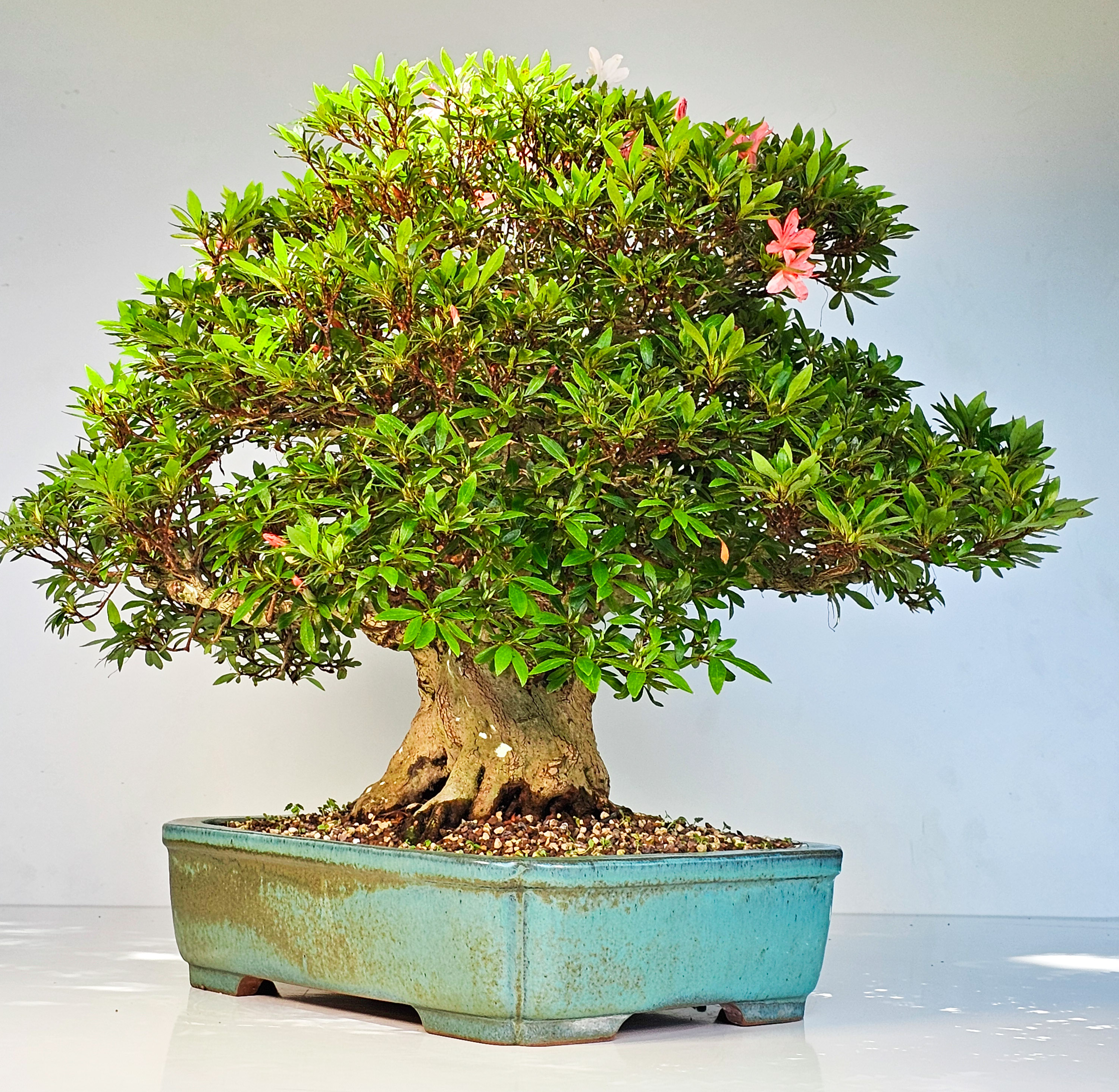 Bonsai Azalee Rhododendron indicum -Nissho no Hakari- 48cm