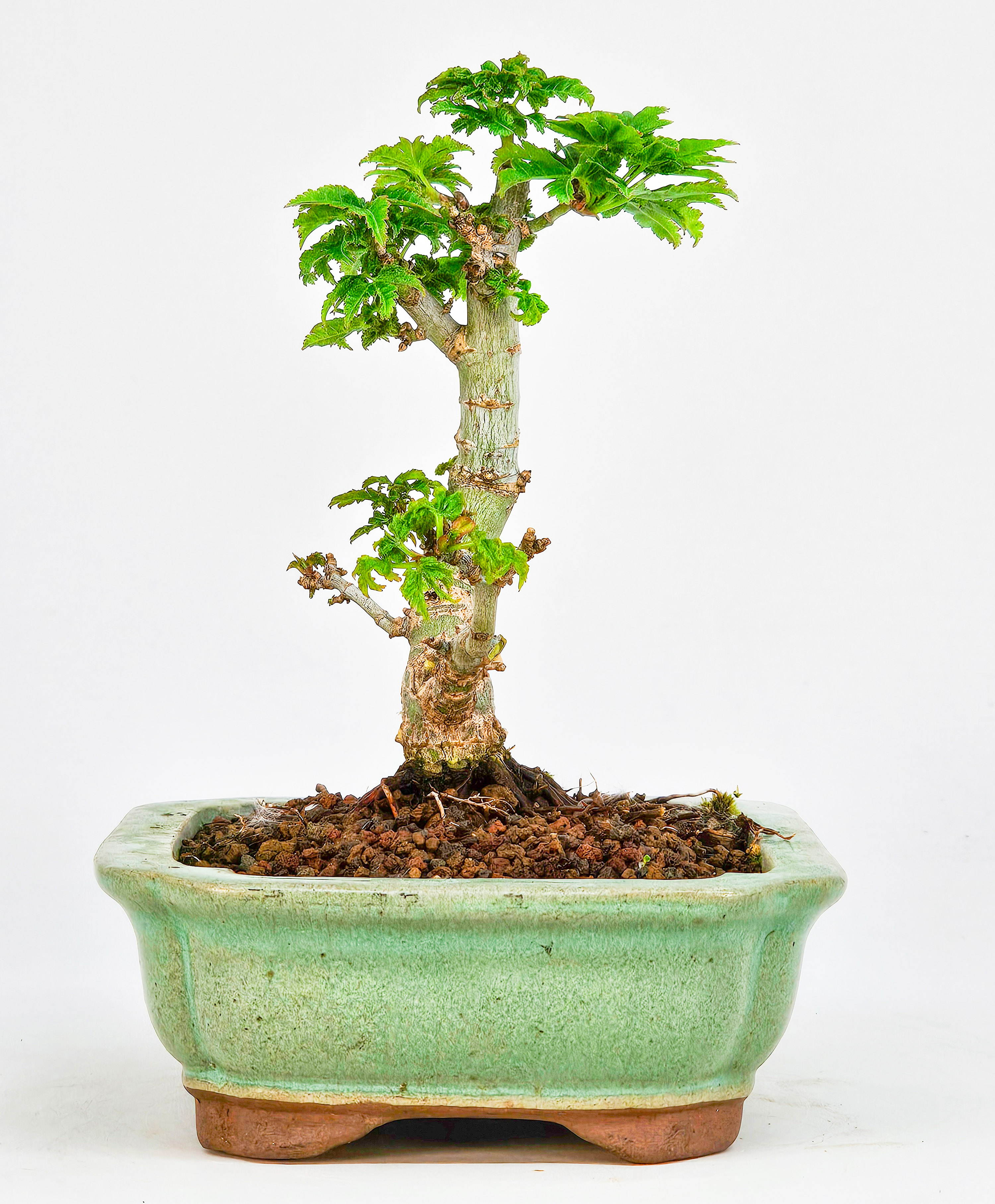 Bonsai Löwenkopfahorn- Acer palmatum Shishigashira Shohin 11cm
