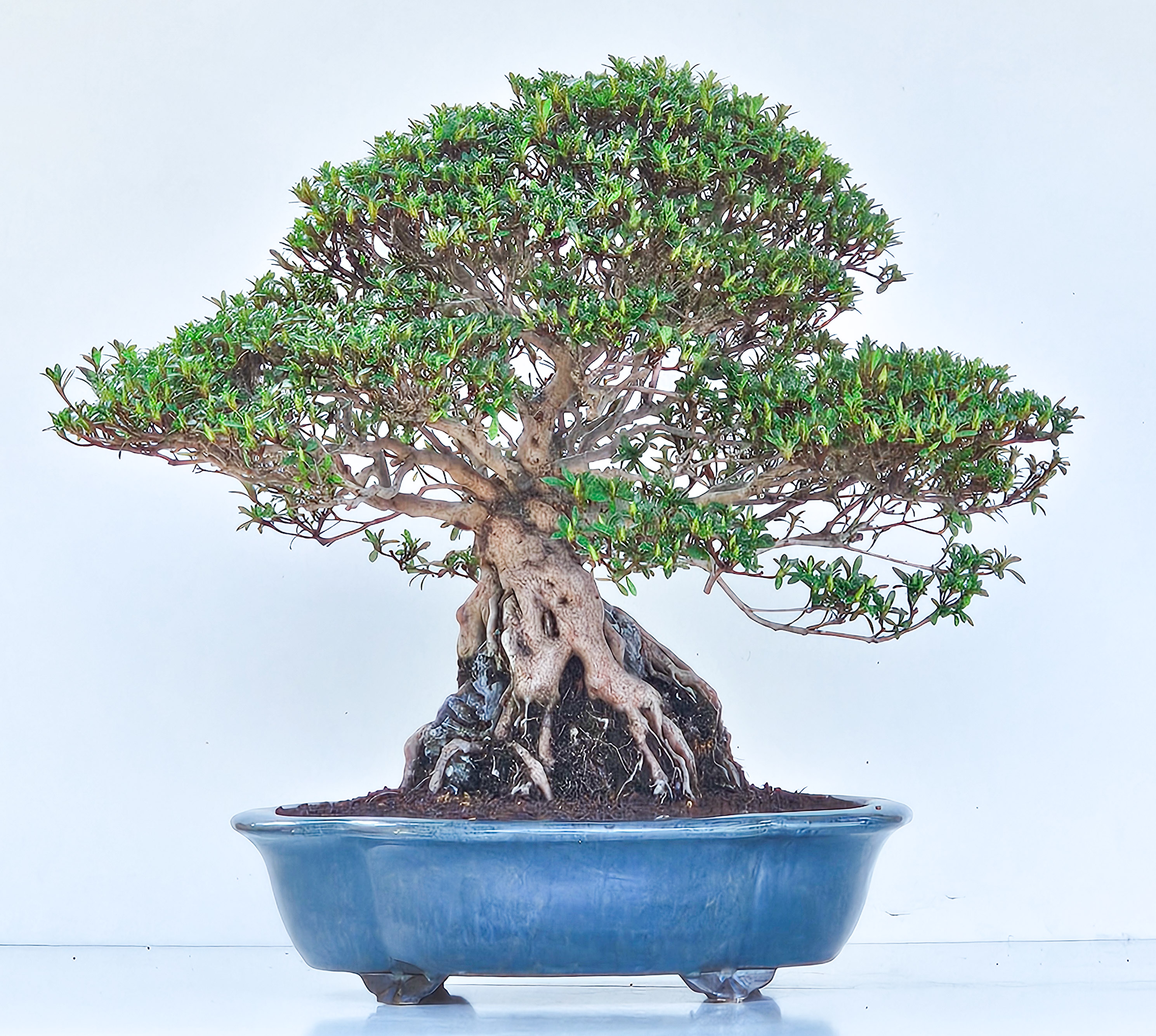 Bonsai Azalee Rhododendron indicum Ishizuki - Kozan - 39cm Video!!