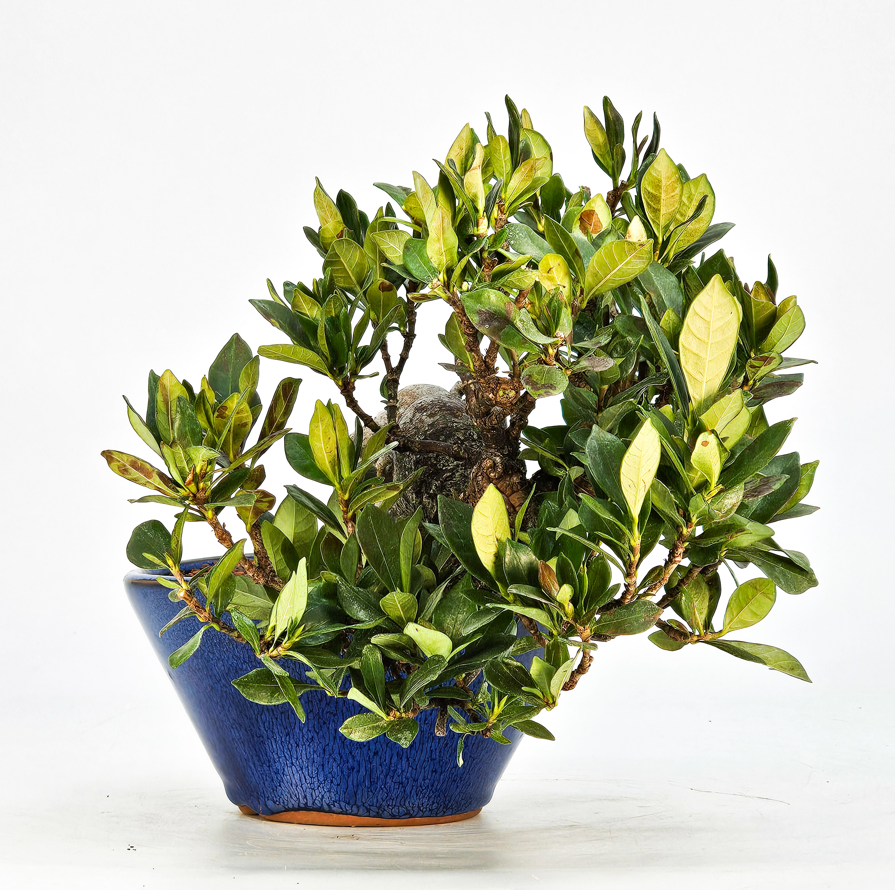 Bonsai Gardenia jasminoides Shohin 18cm