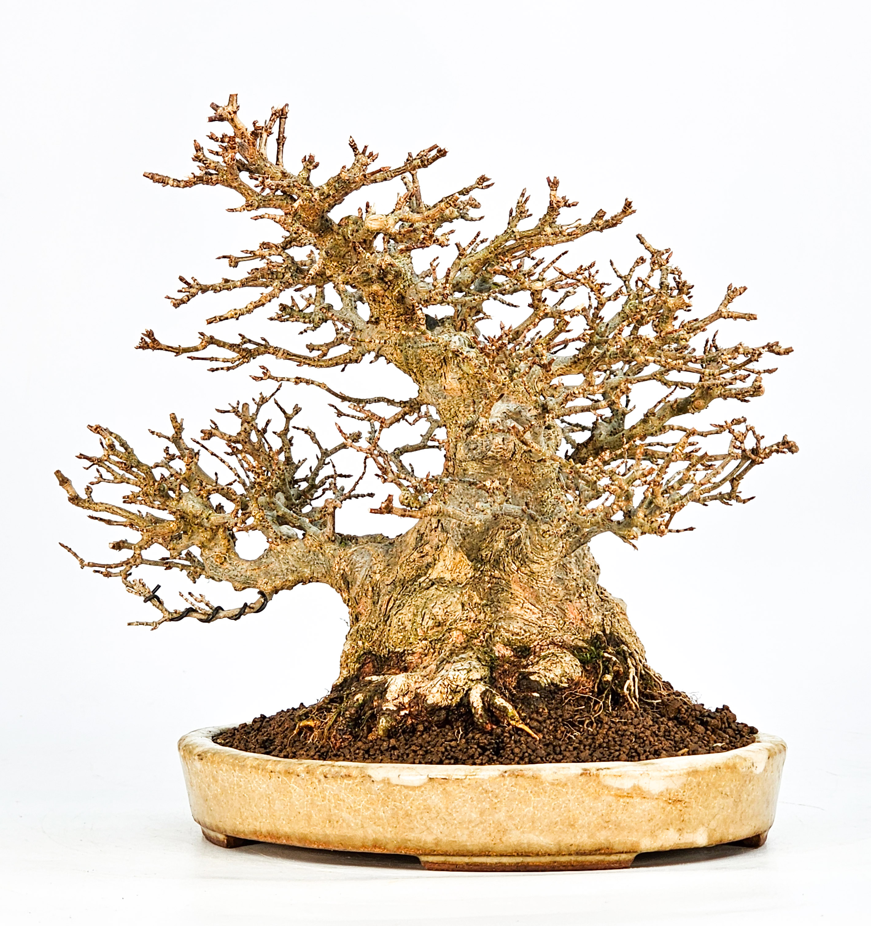 Bonsai Dreispitzahorn - Acer buergerianum 20cm Video!!