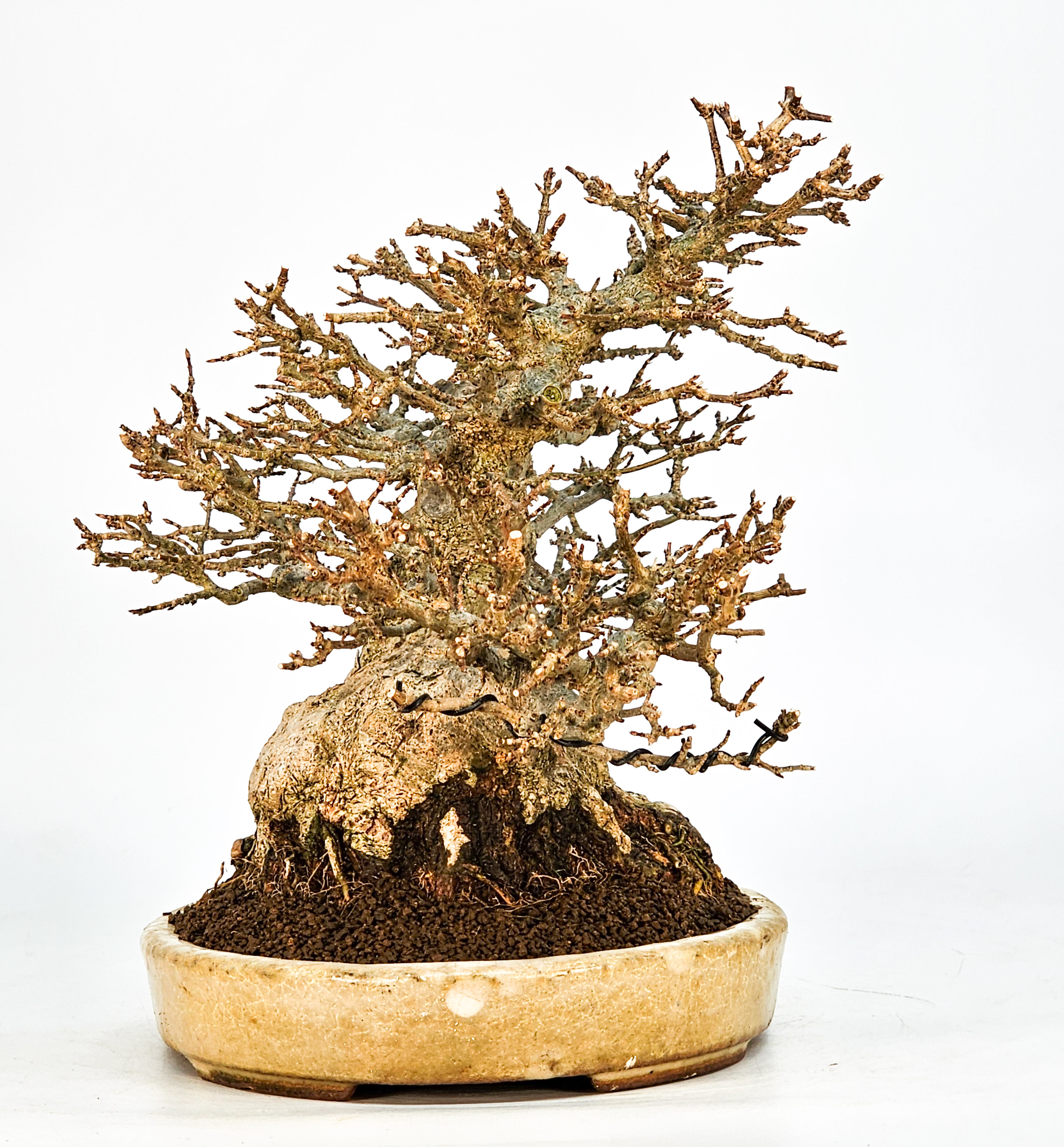 Bonsai Dreispitzahorn - Acer buergerianum 20cm Video!!