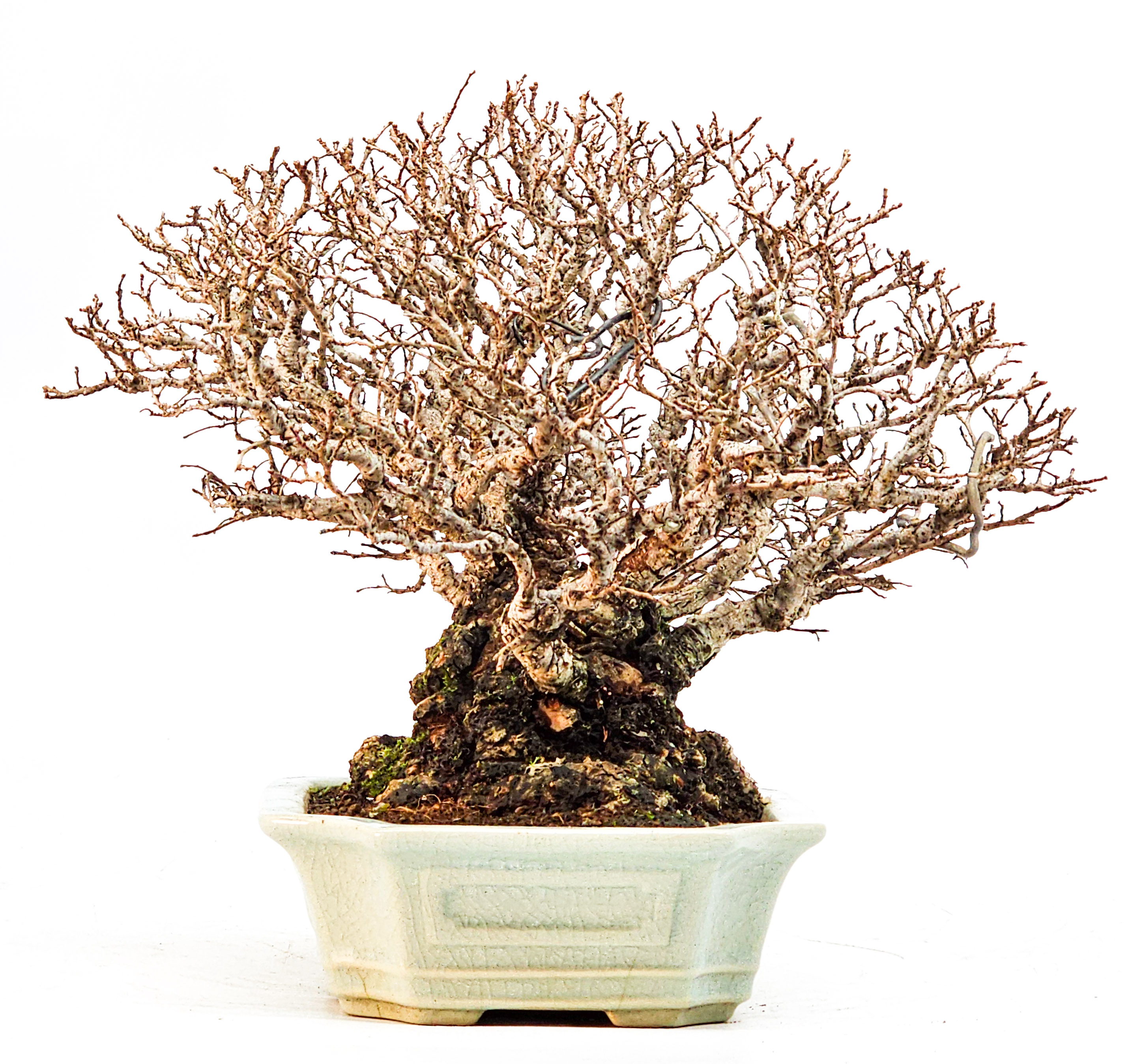 Bonsai Japanische Ulme - Ulmus parvifolia Shohin 17cm