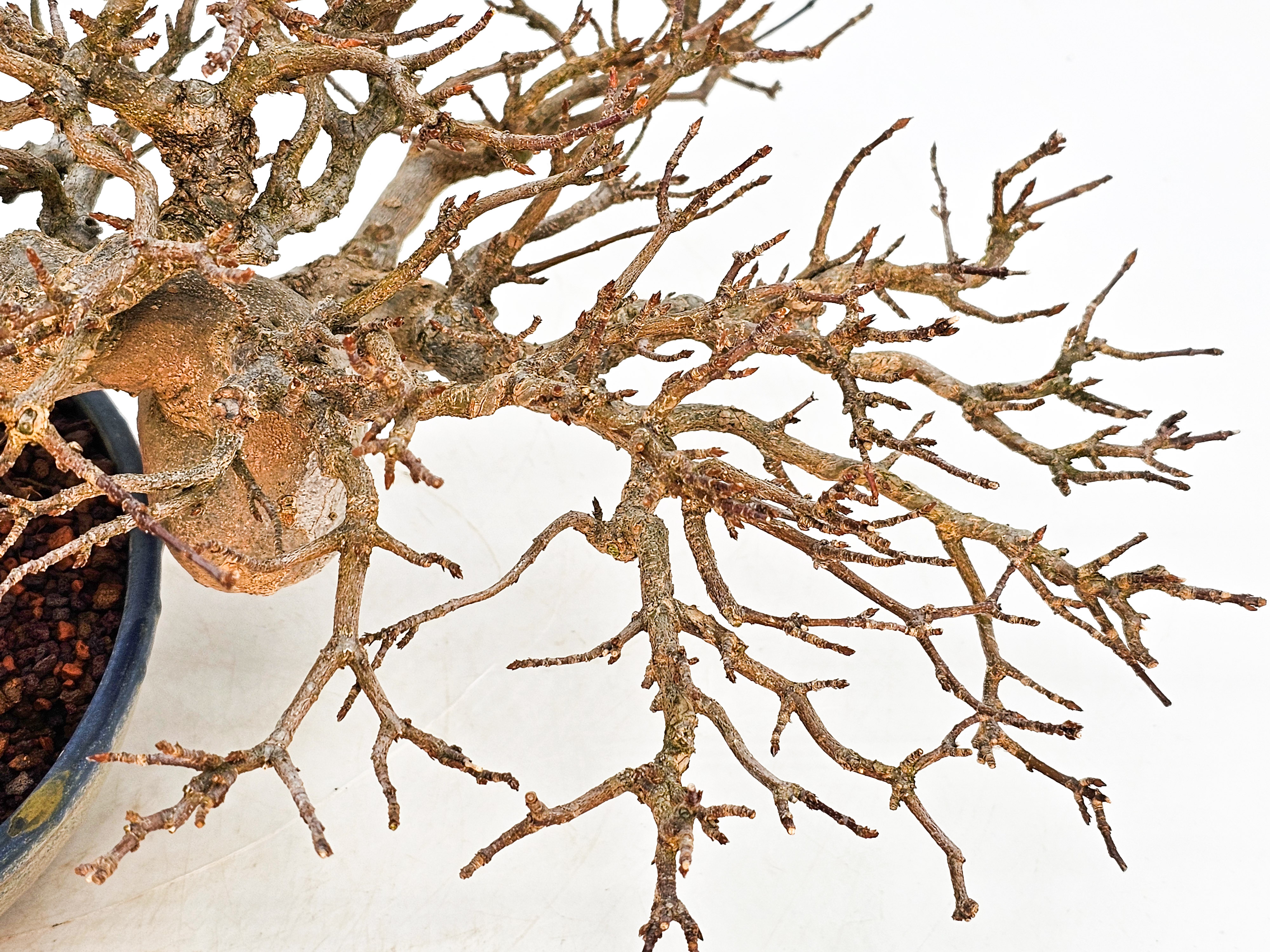 Bonsai Dreispitzahorn - Acer buergerianum 14cm