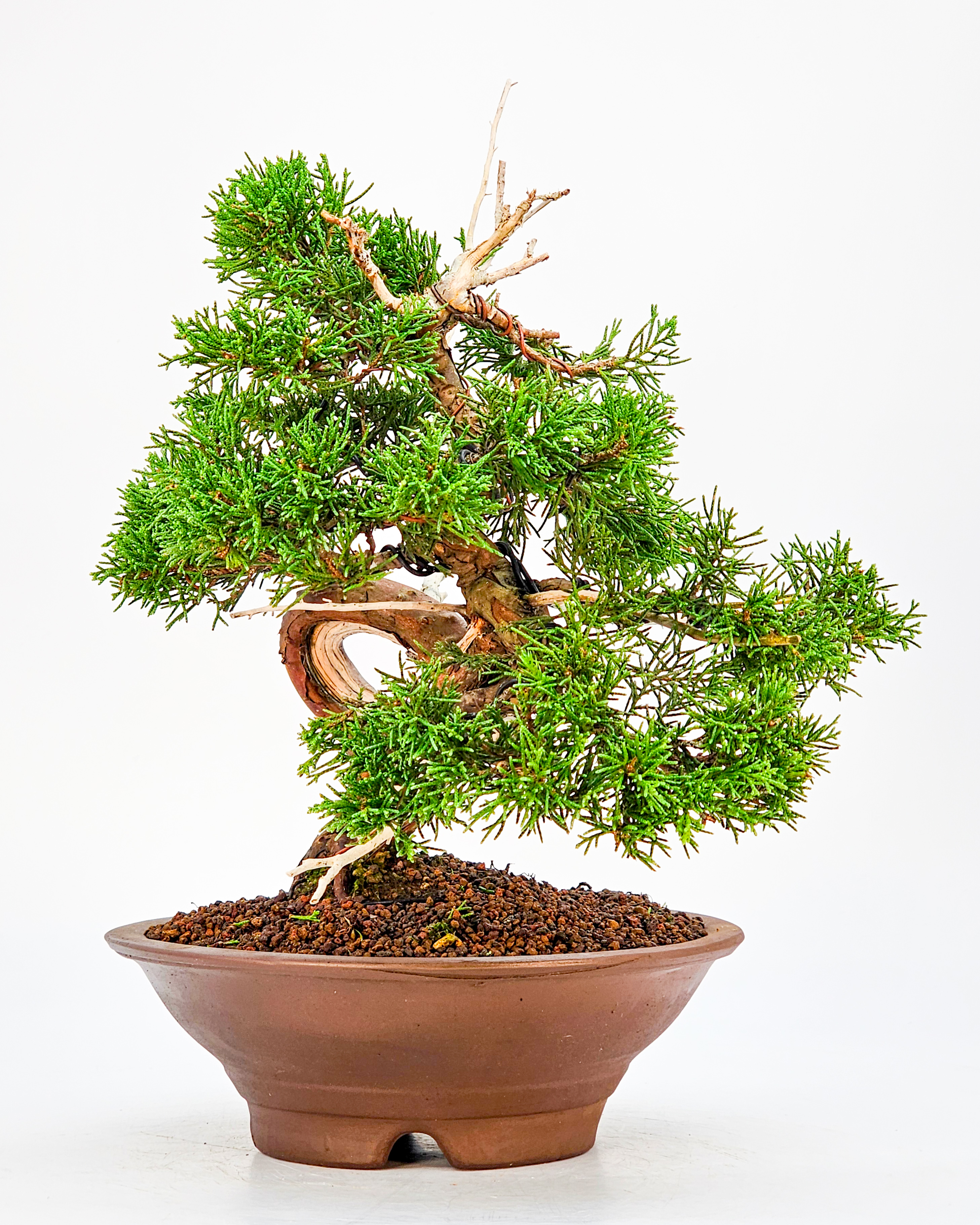 Bonsai Wacholder - Juniperus chinensis 25cm