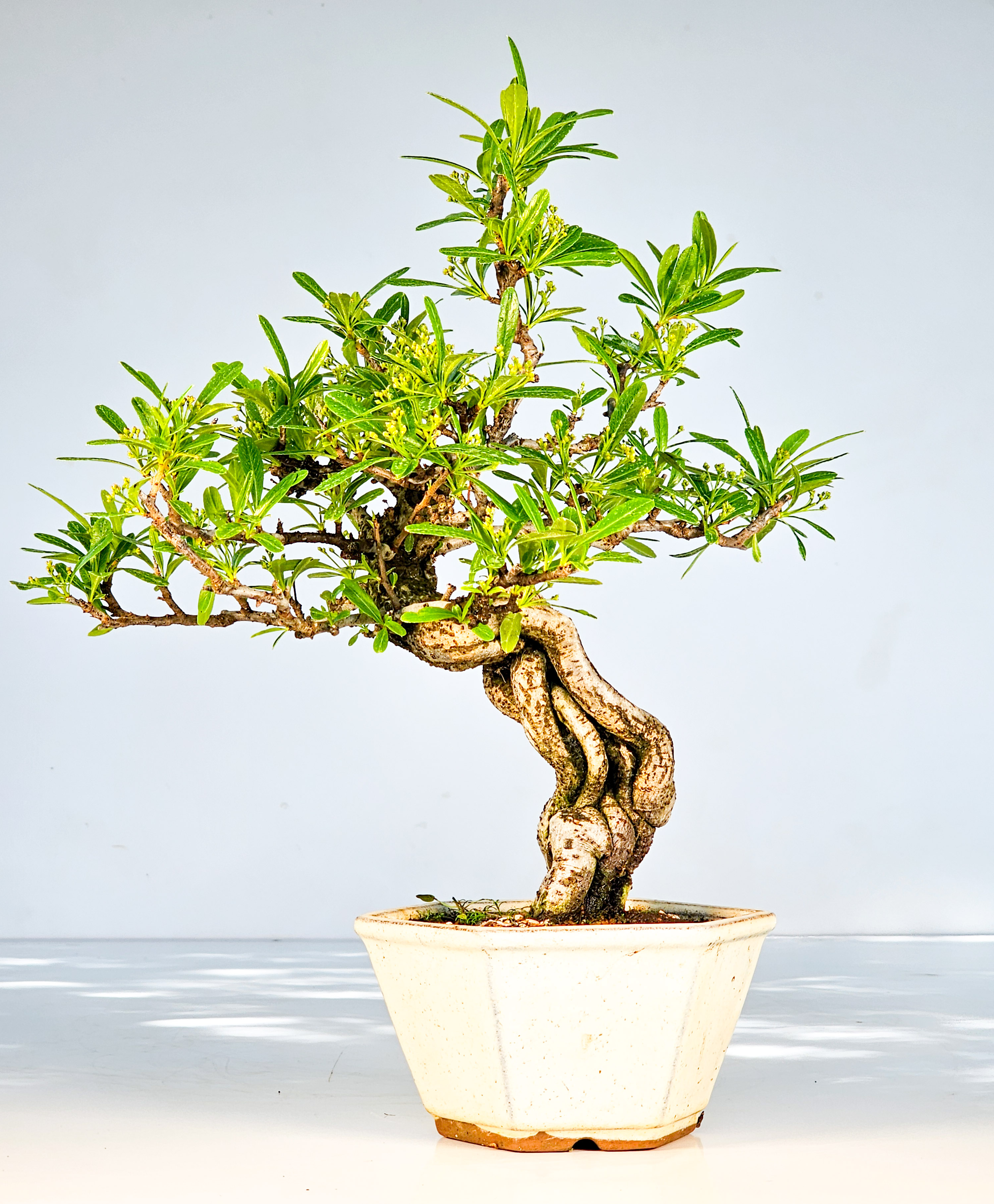 Bonsai Pyracantha - Feuerdorn Shohin 27cm