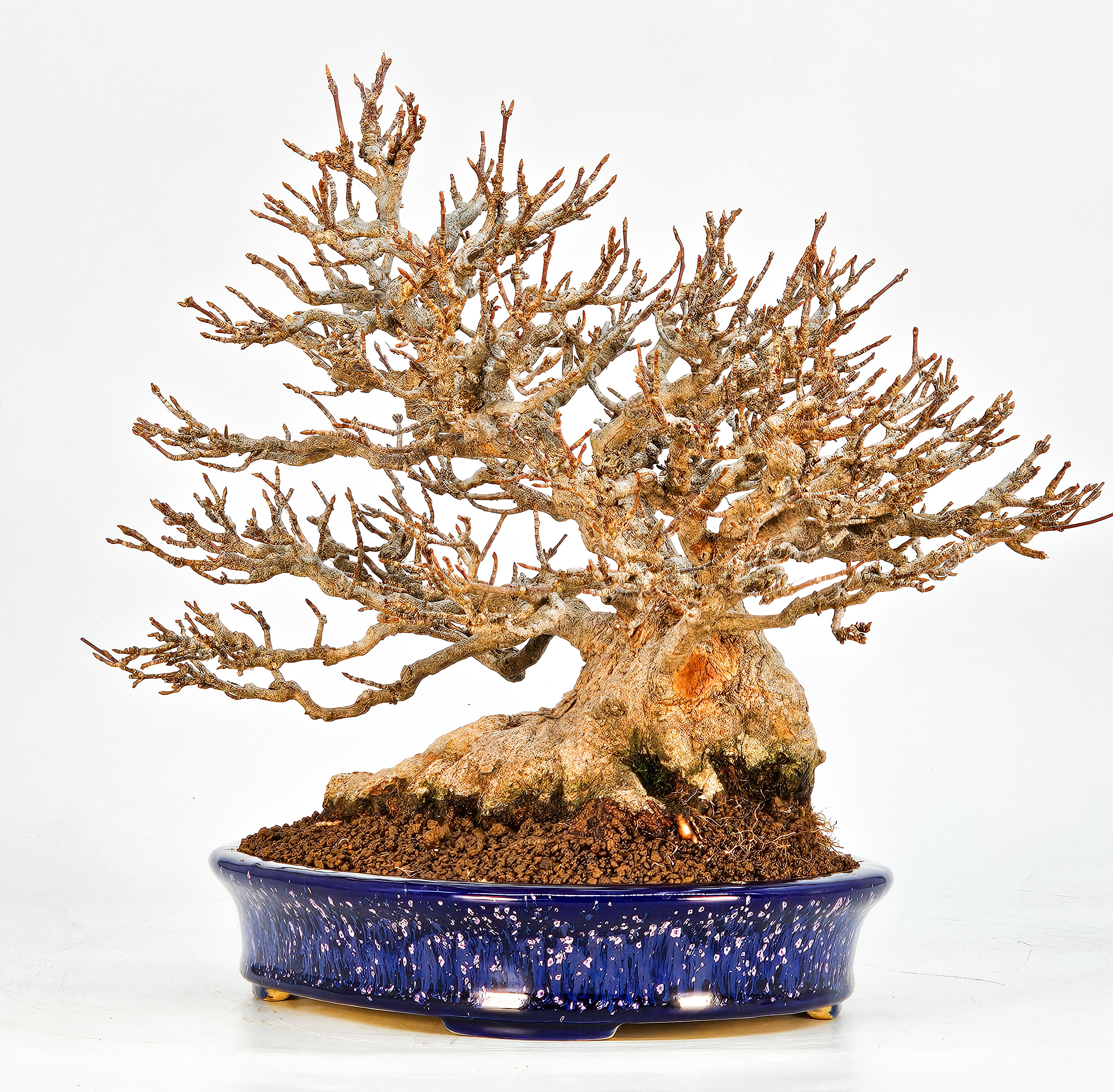 Bonsai Dreispitzahorn - Acer buergerianum 20cm Video!!
