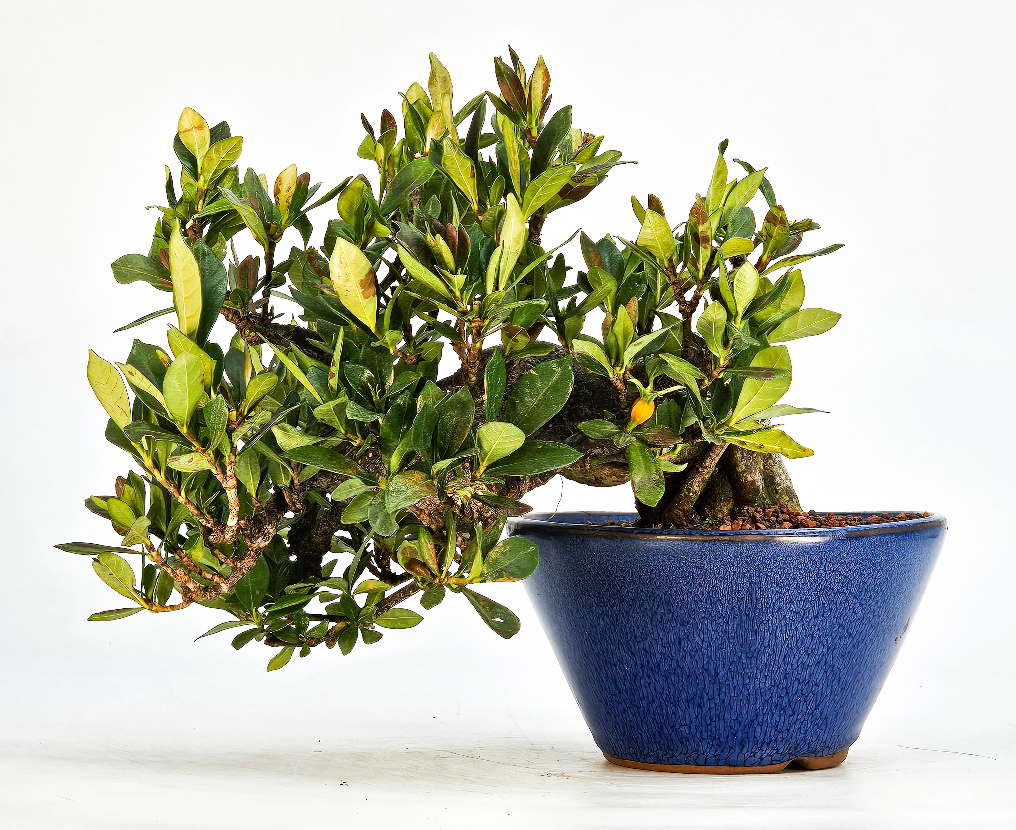 Bonsai Gardenia jasminoides Shohin 18cm