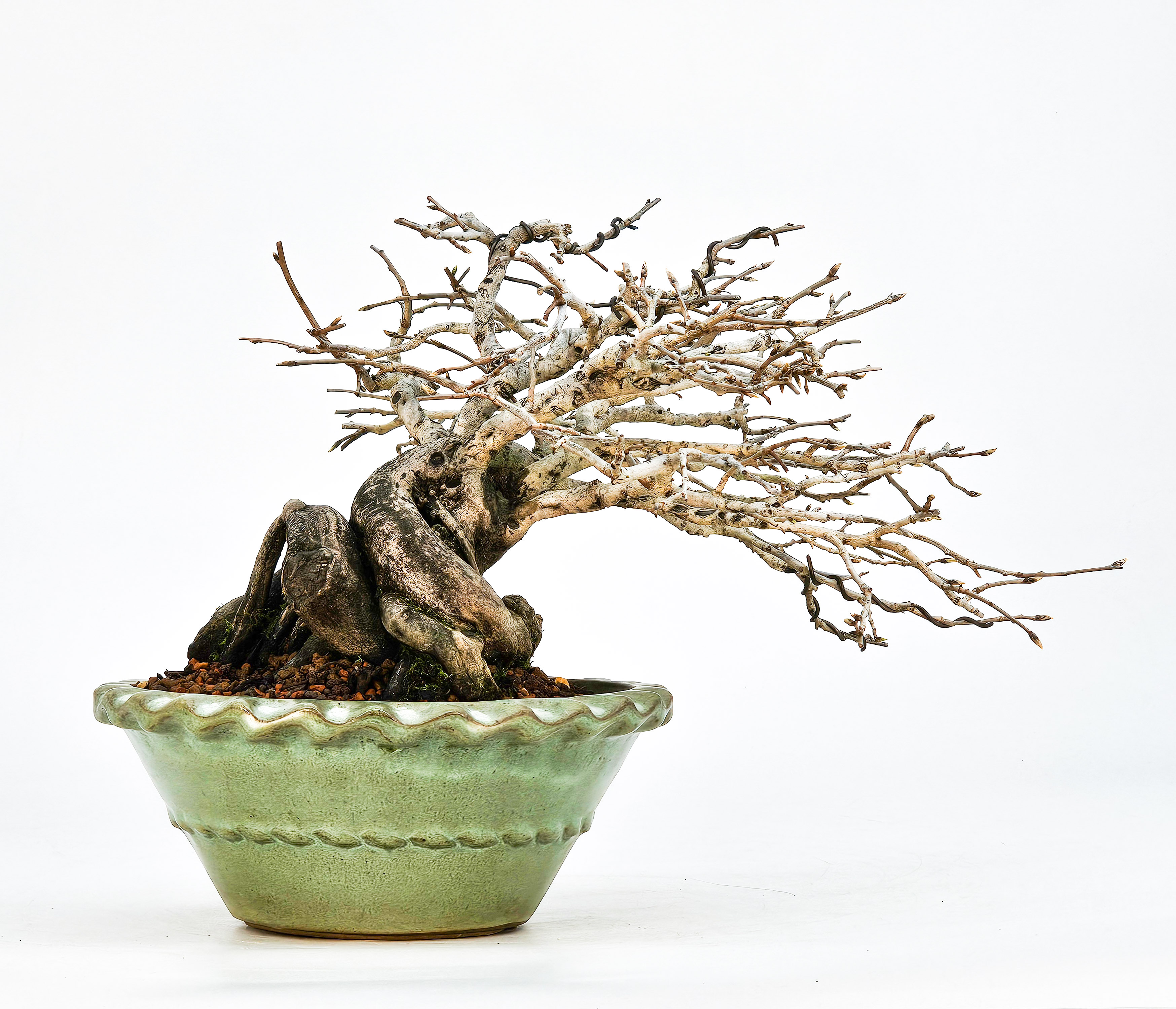 Bonsai Diospyros kaki Kakipflaume Shohin 13,5cm Video!!