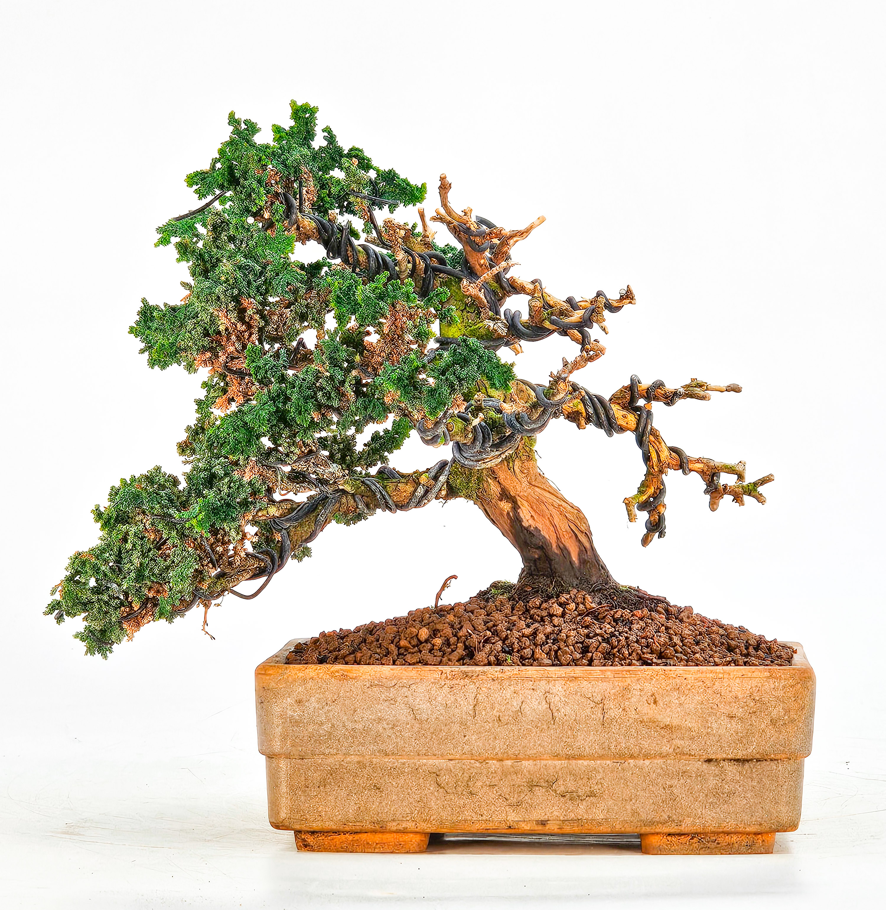 Bonsai Chamaecyparis obtusa Sekka hinoki Shohin 14cm