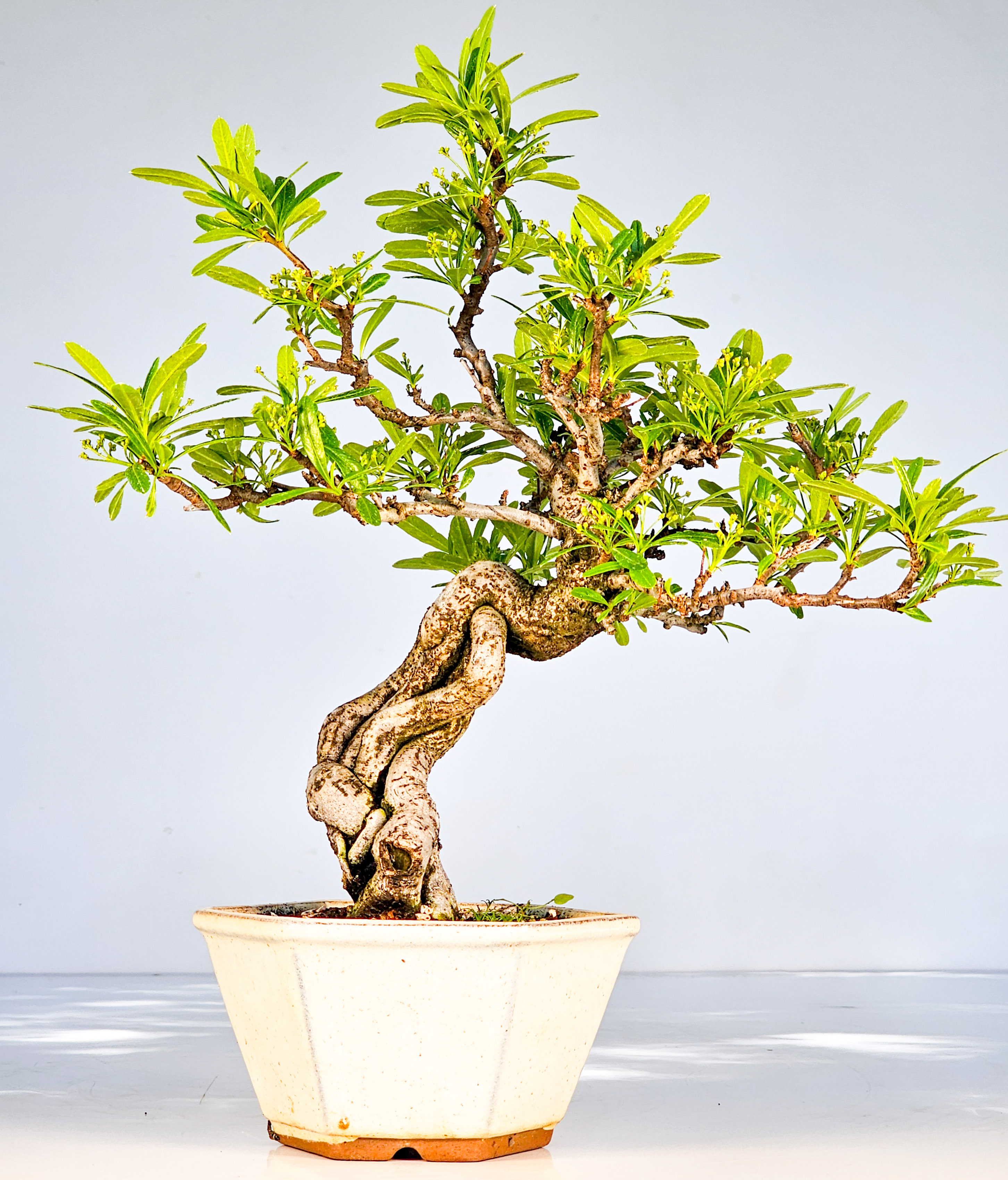 Bonsai Pyracantha - Feuerdorn Shohin 27cm