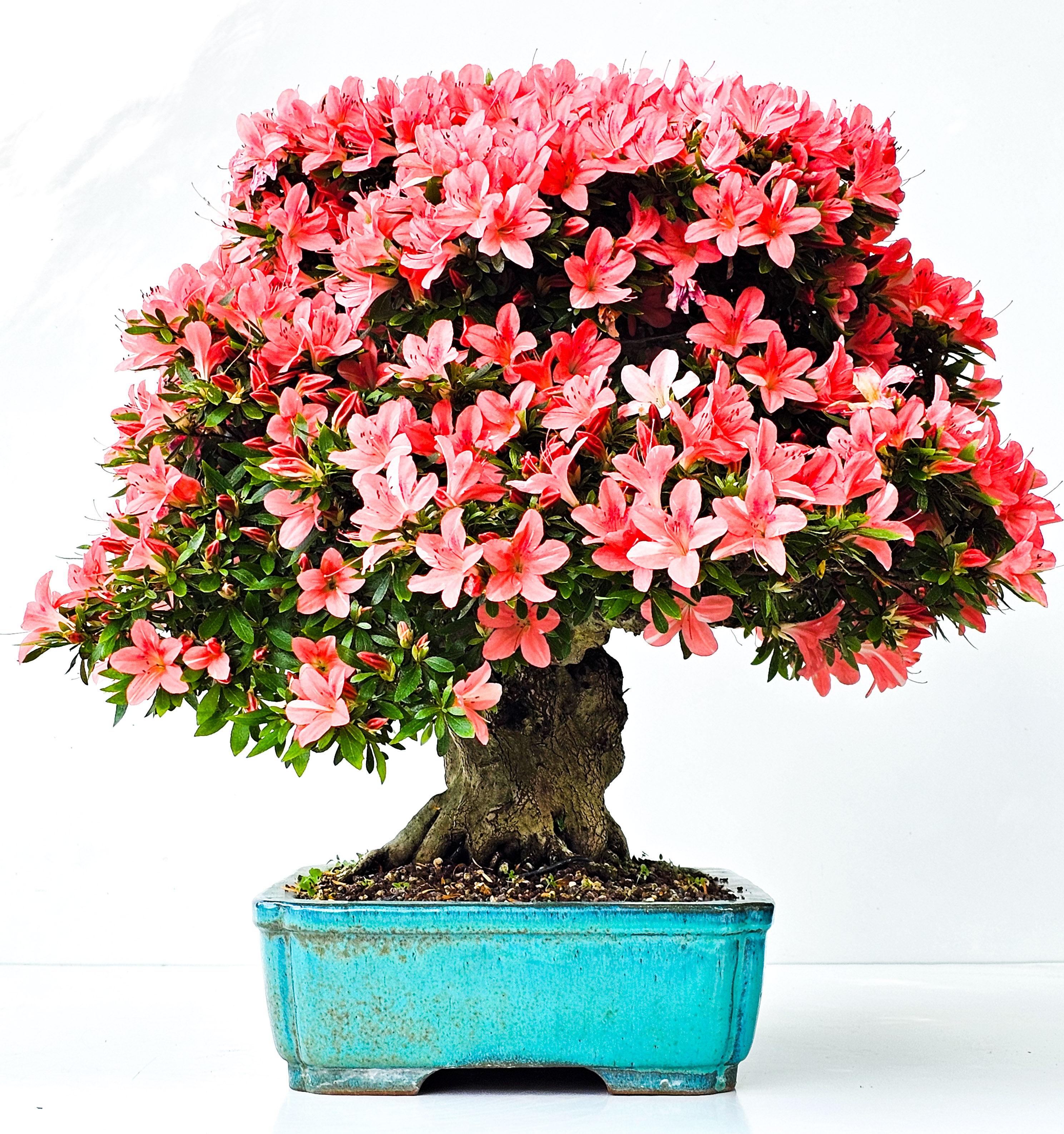 Bonsai Azalee Rhododendron indicum -Nissho no Hakari- 48cm