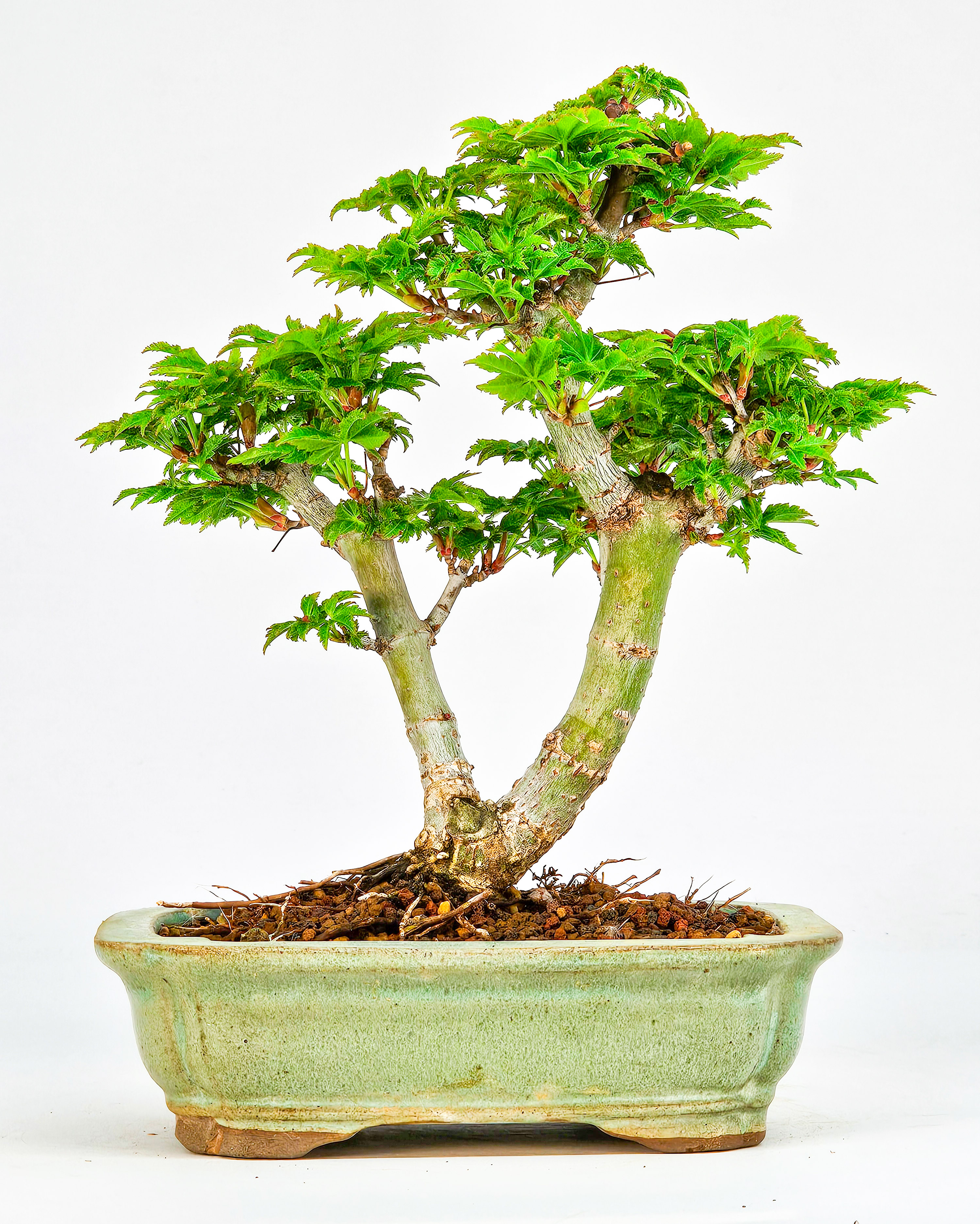 Bonsai Löwenkopfahorn- Acer palmatum Shishigashira Shohin 16cm