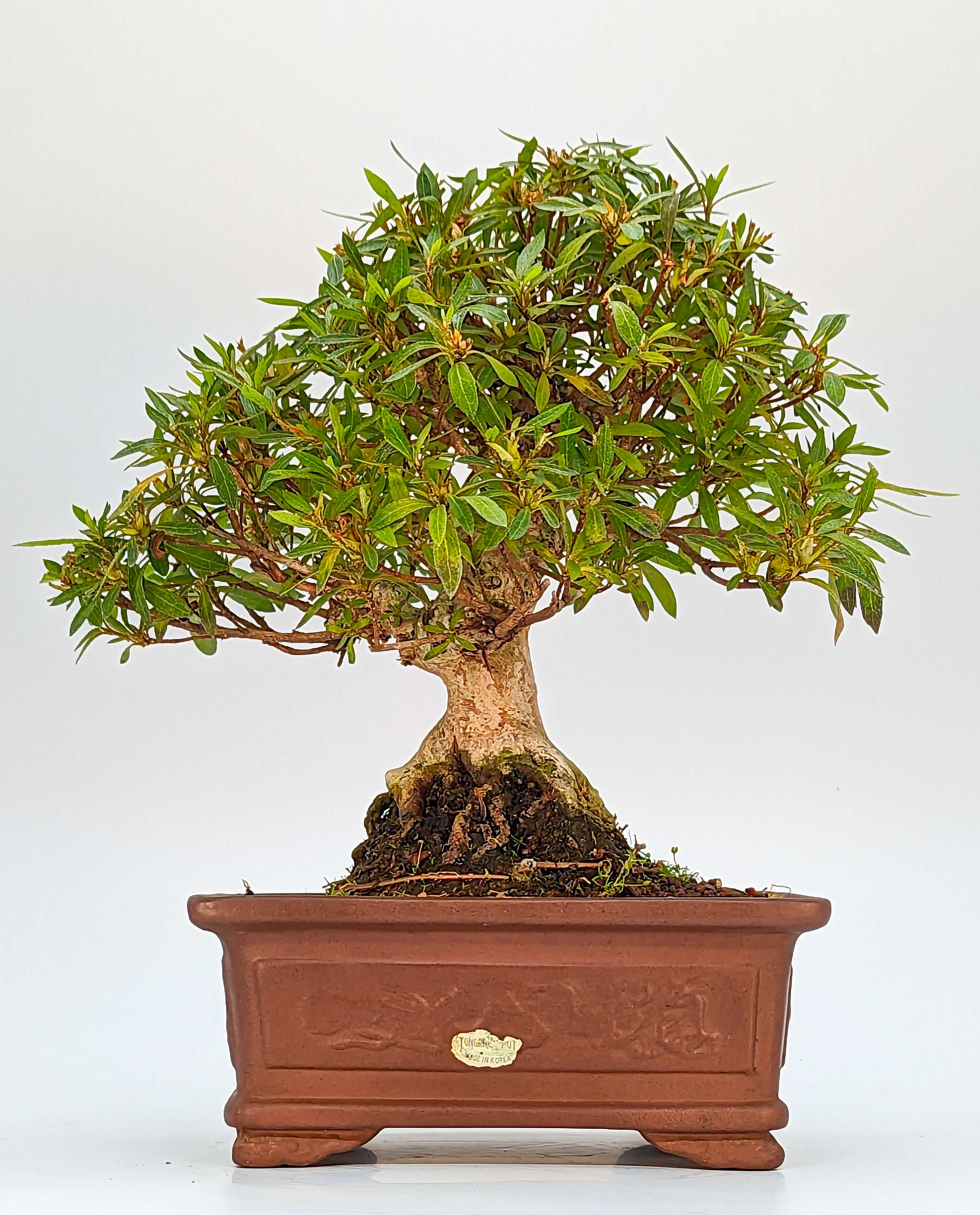 Bonsai Azalee Rhododendron indicum Shohin 21cm