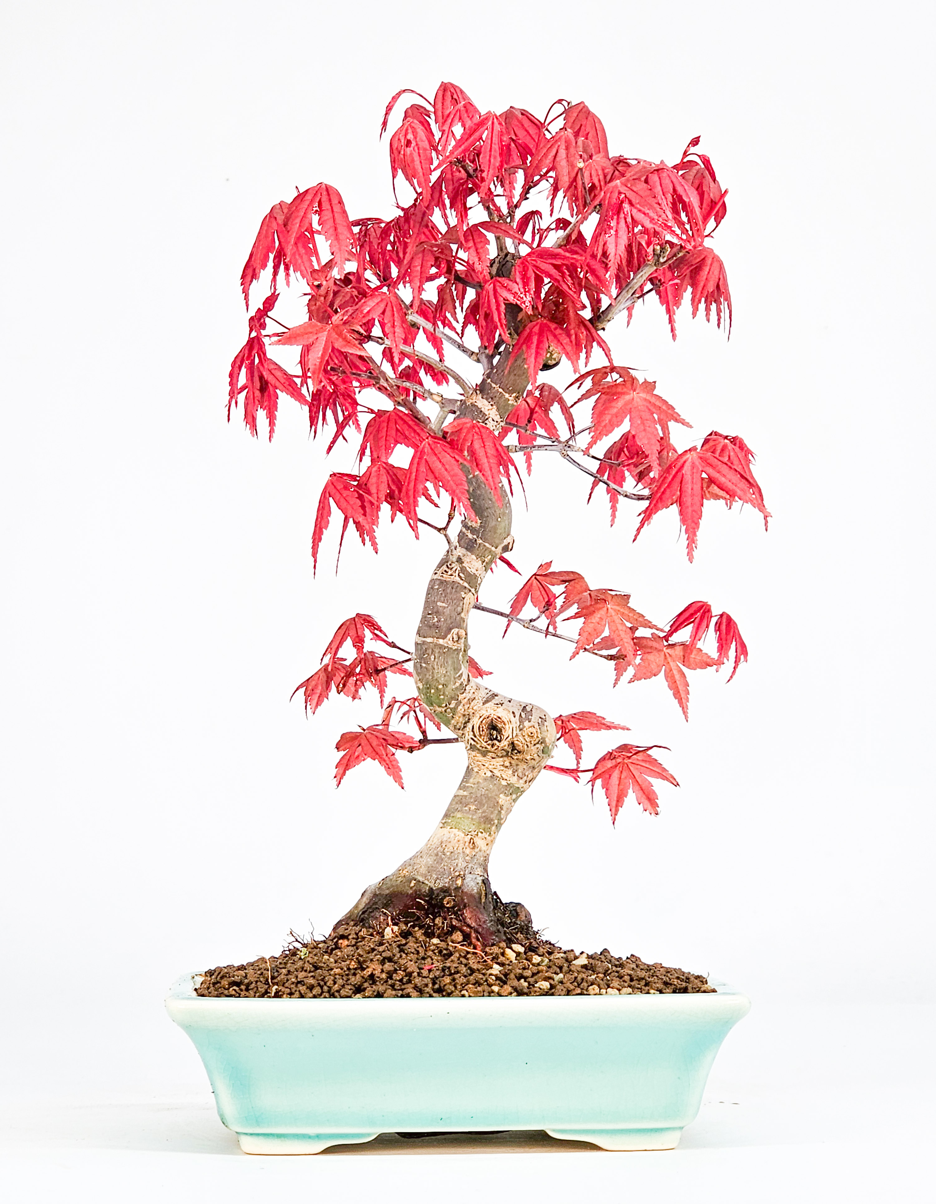 Bonsai Fächerahorn Acer palmatum Deshojo Shohin 21cm