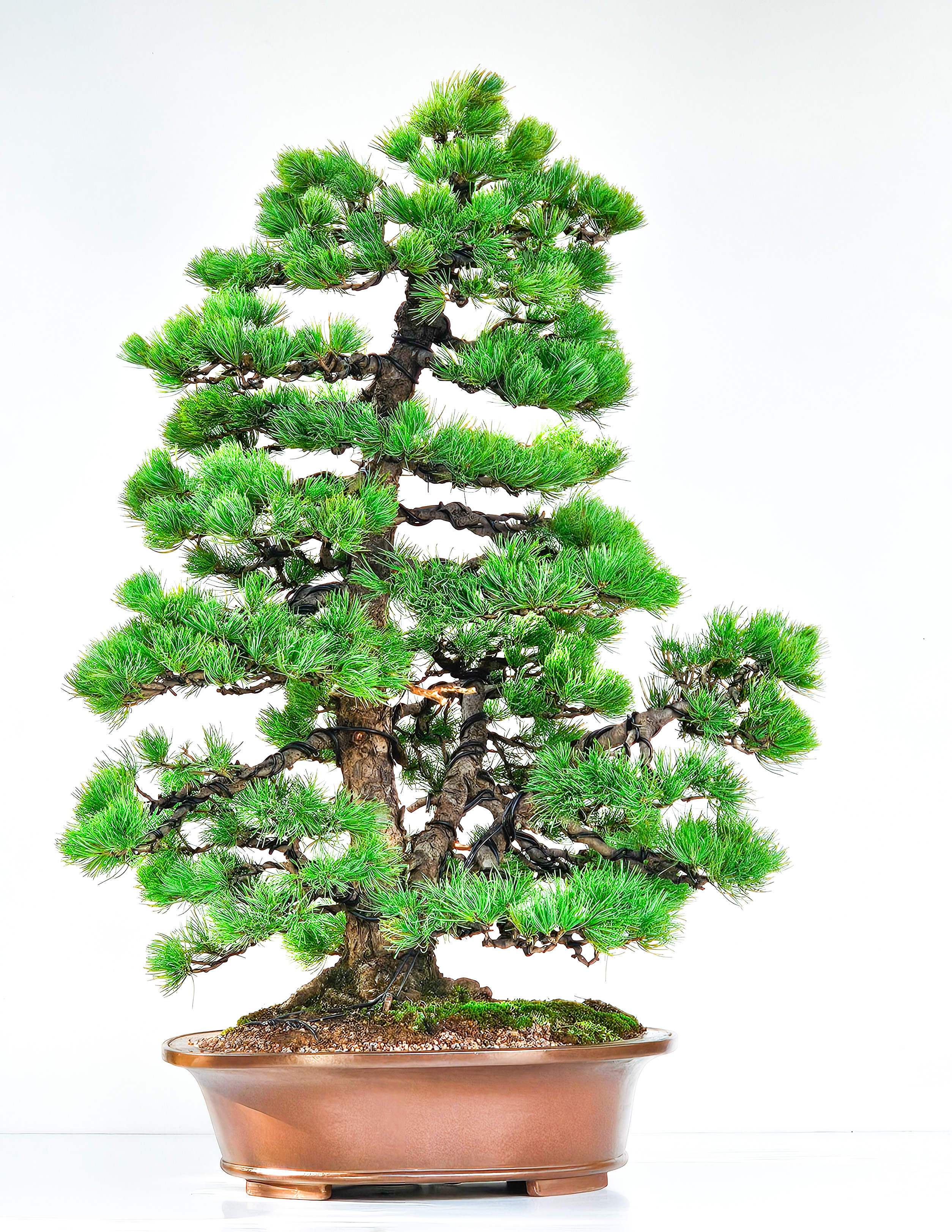 Bonsai Pinus parviflora Mädchenkiefer 76cm