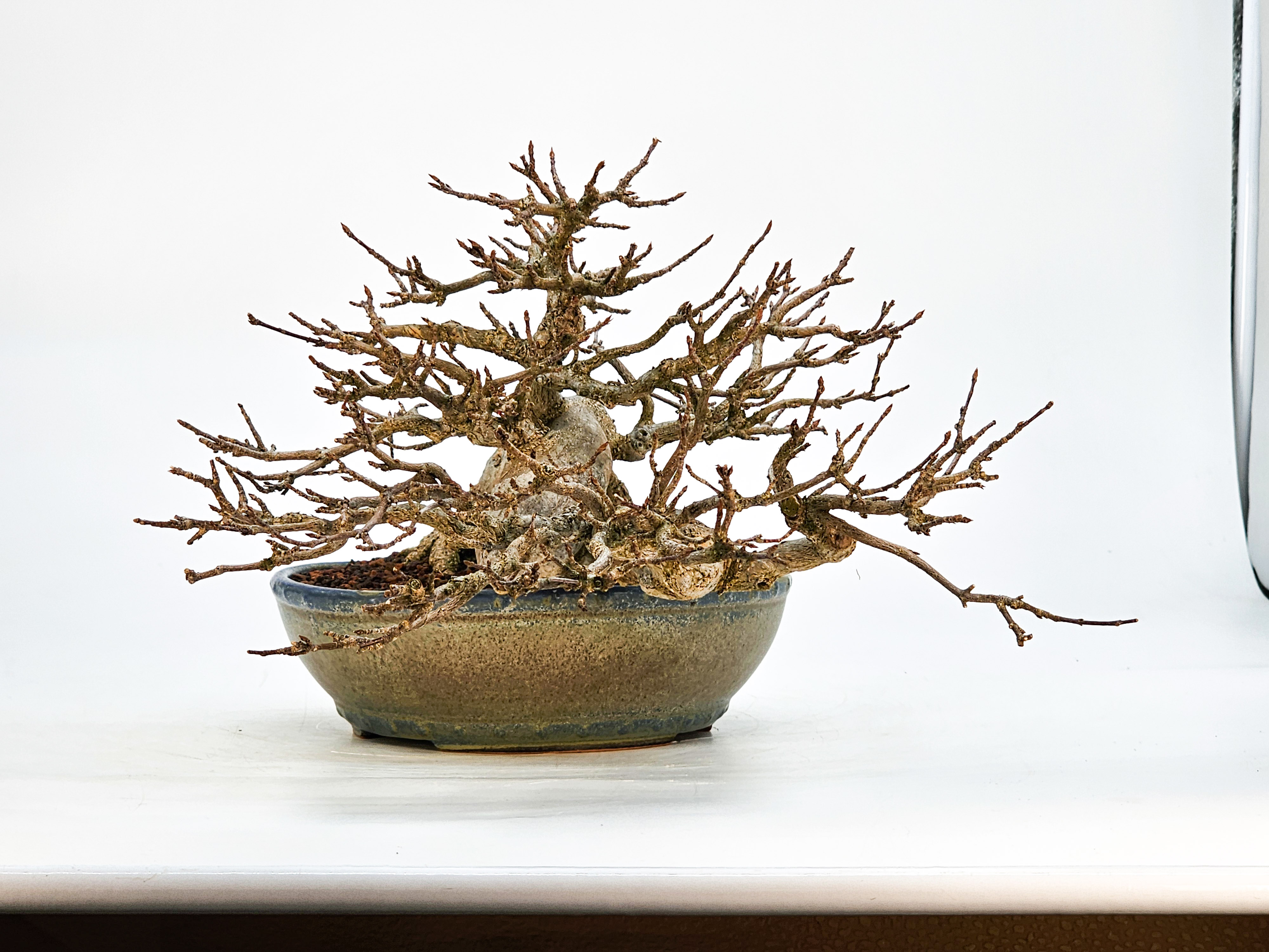 Bonsai Dreispitzahorn - Acer buergerianum 14cm