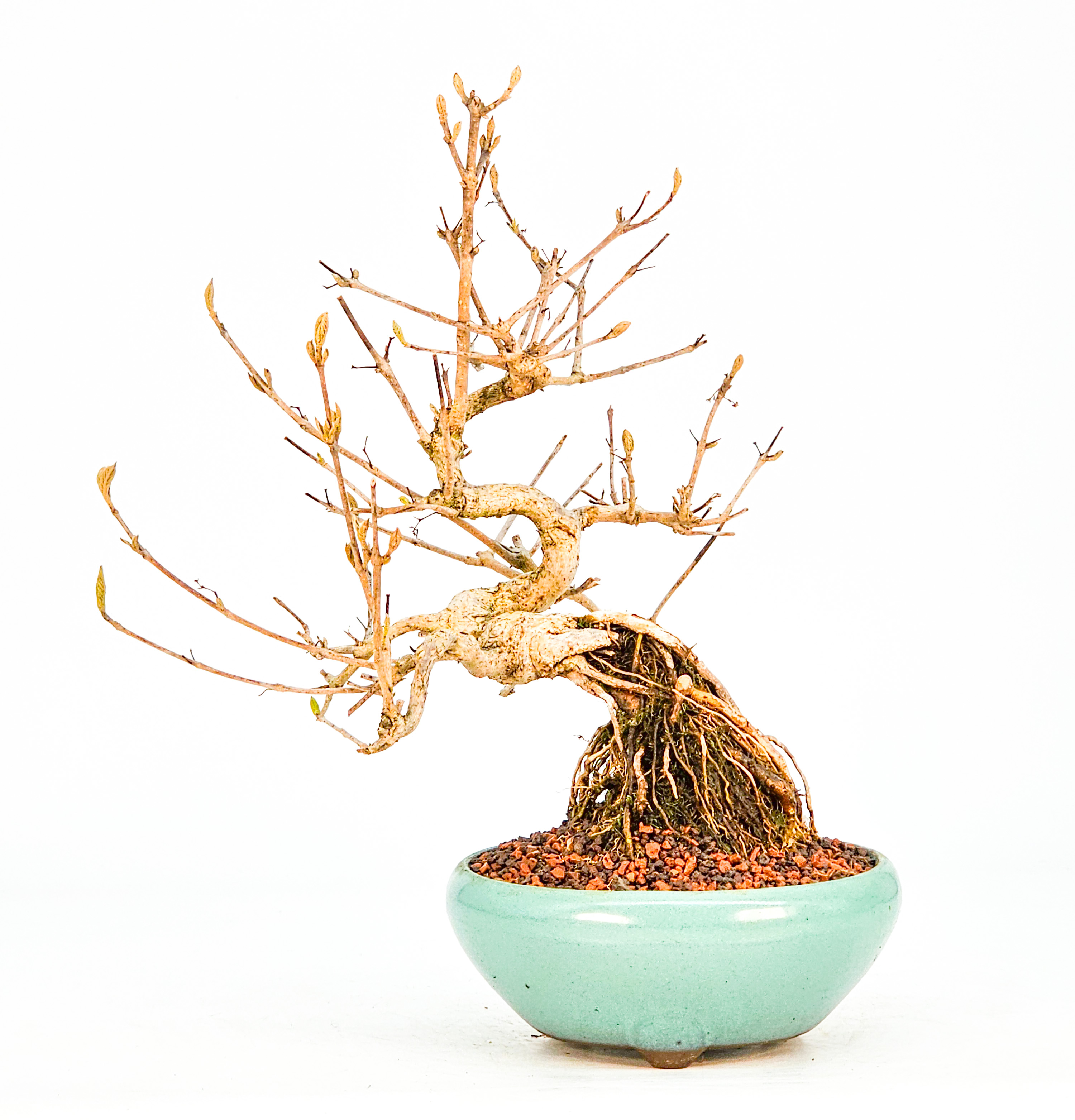 Bonsai Callicarpa japonica - Japanische Schönfrucht 18cm