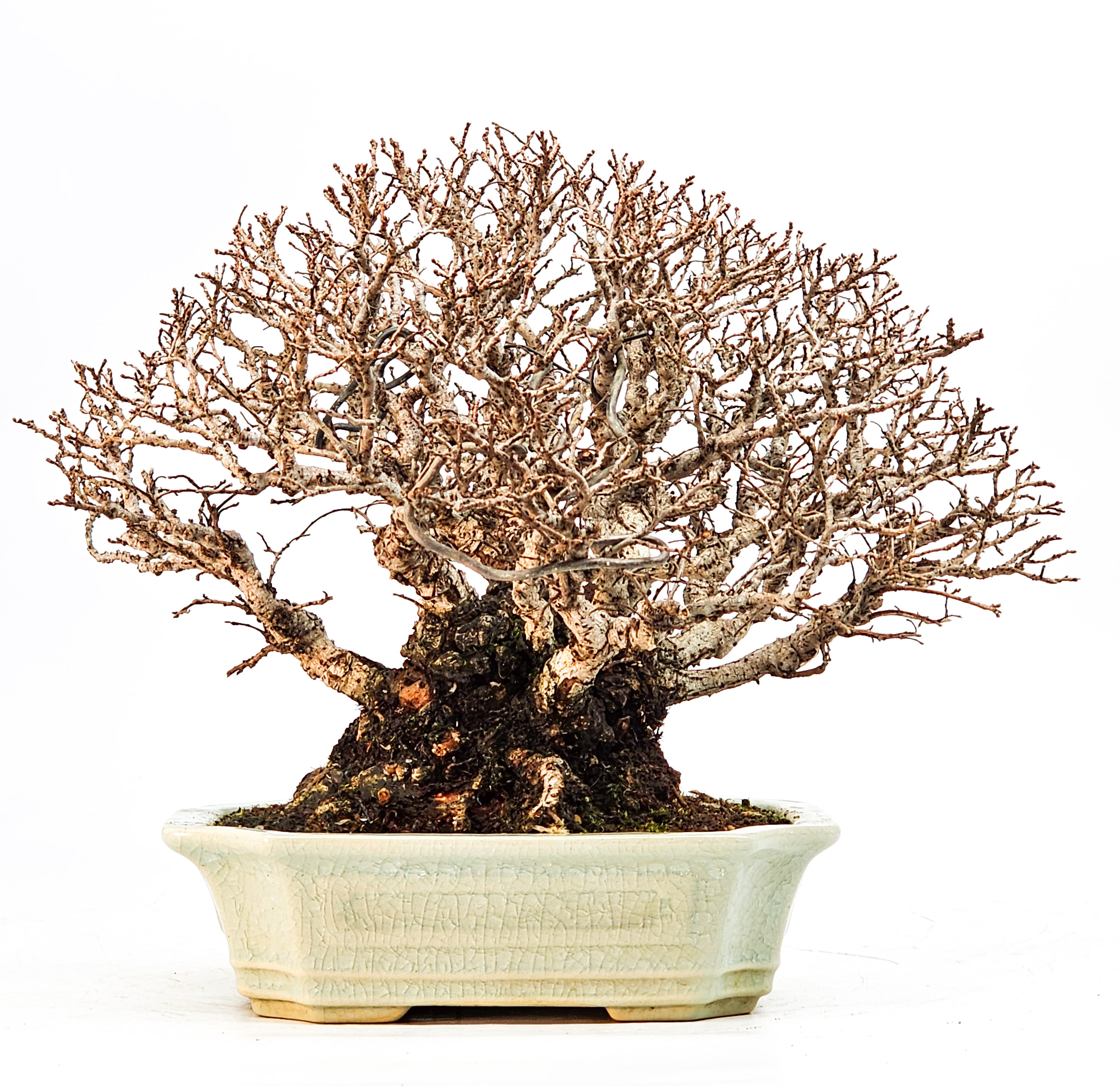 Bonsai Japanische Ulme - Ulmus parvifolia Shohin 17cm