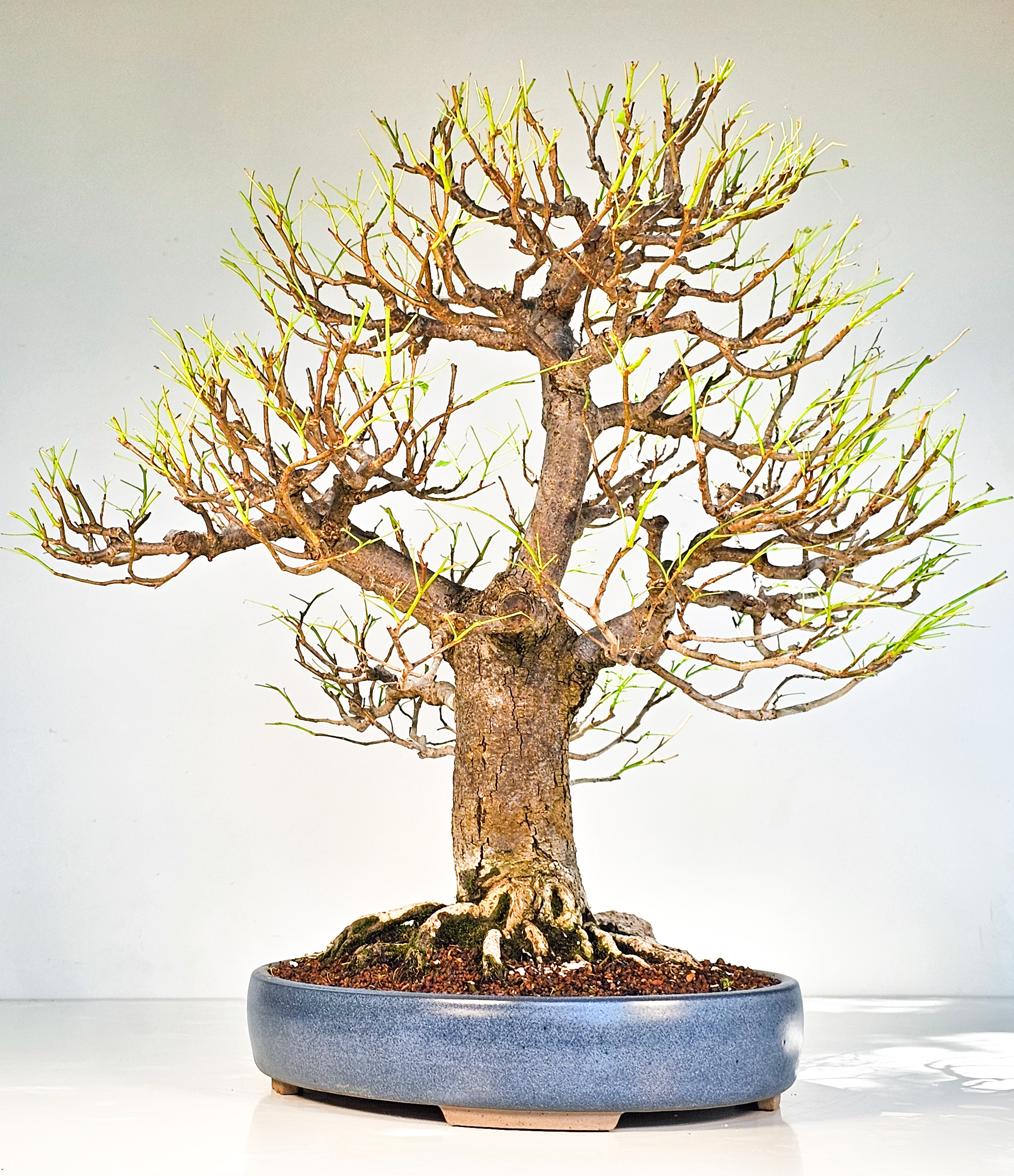 Bonsai Linde - Tilia  58cm